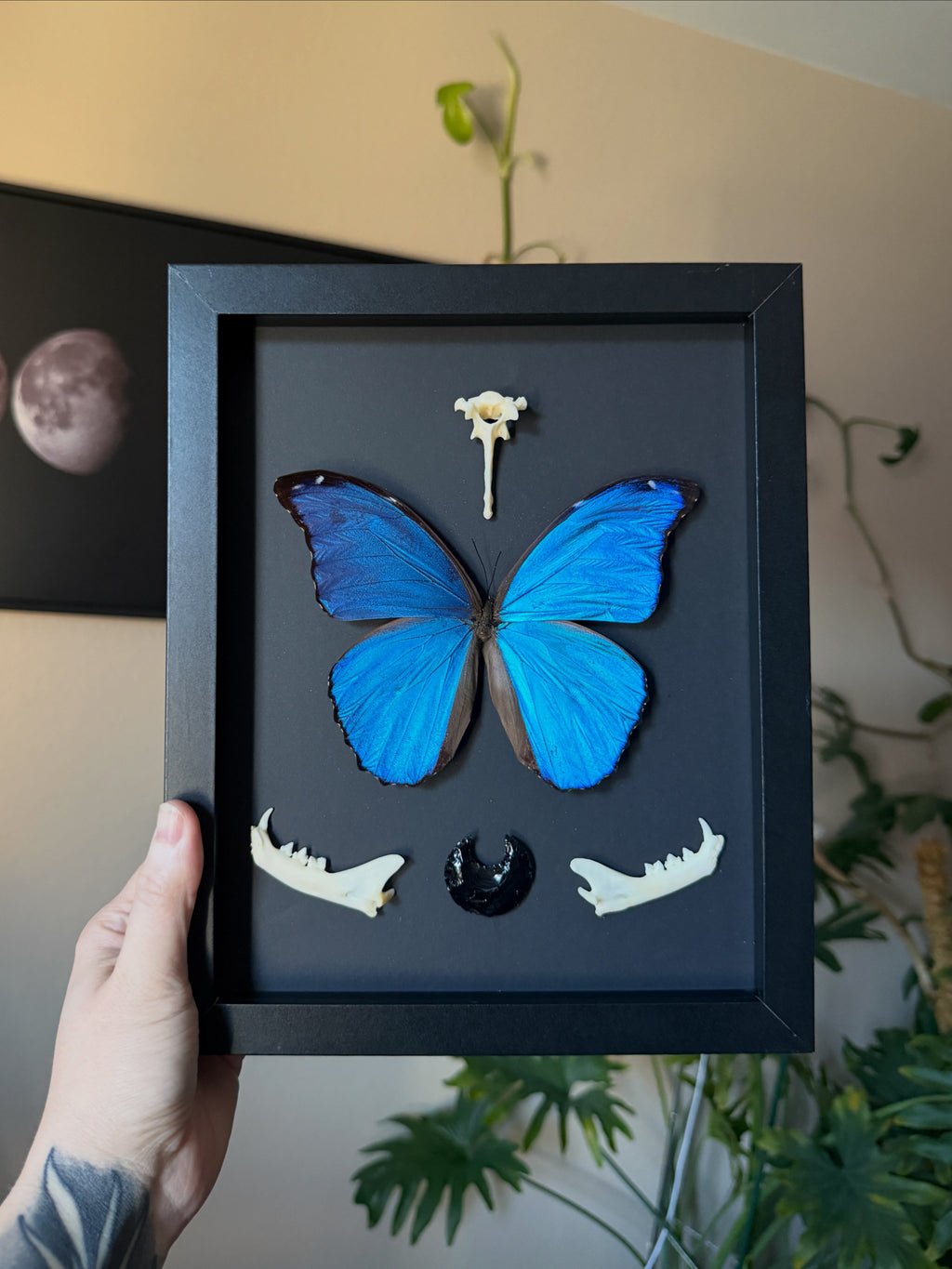 blue morpho & bobcat jaw