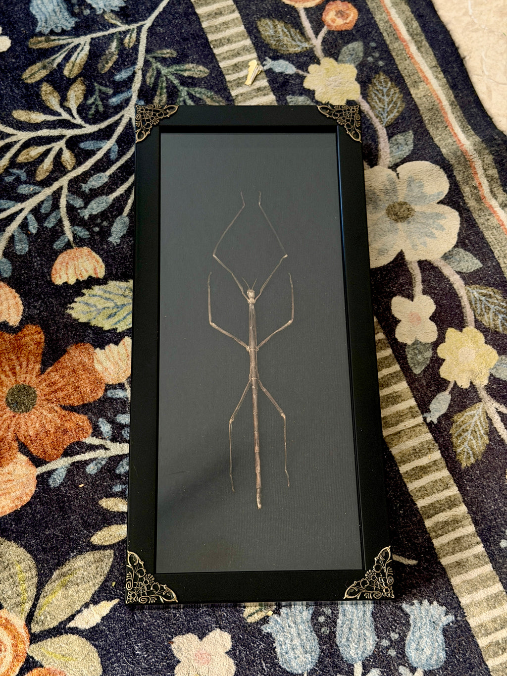 giant walking stick 6x14