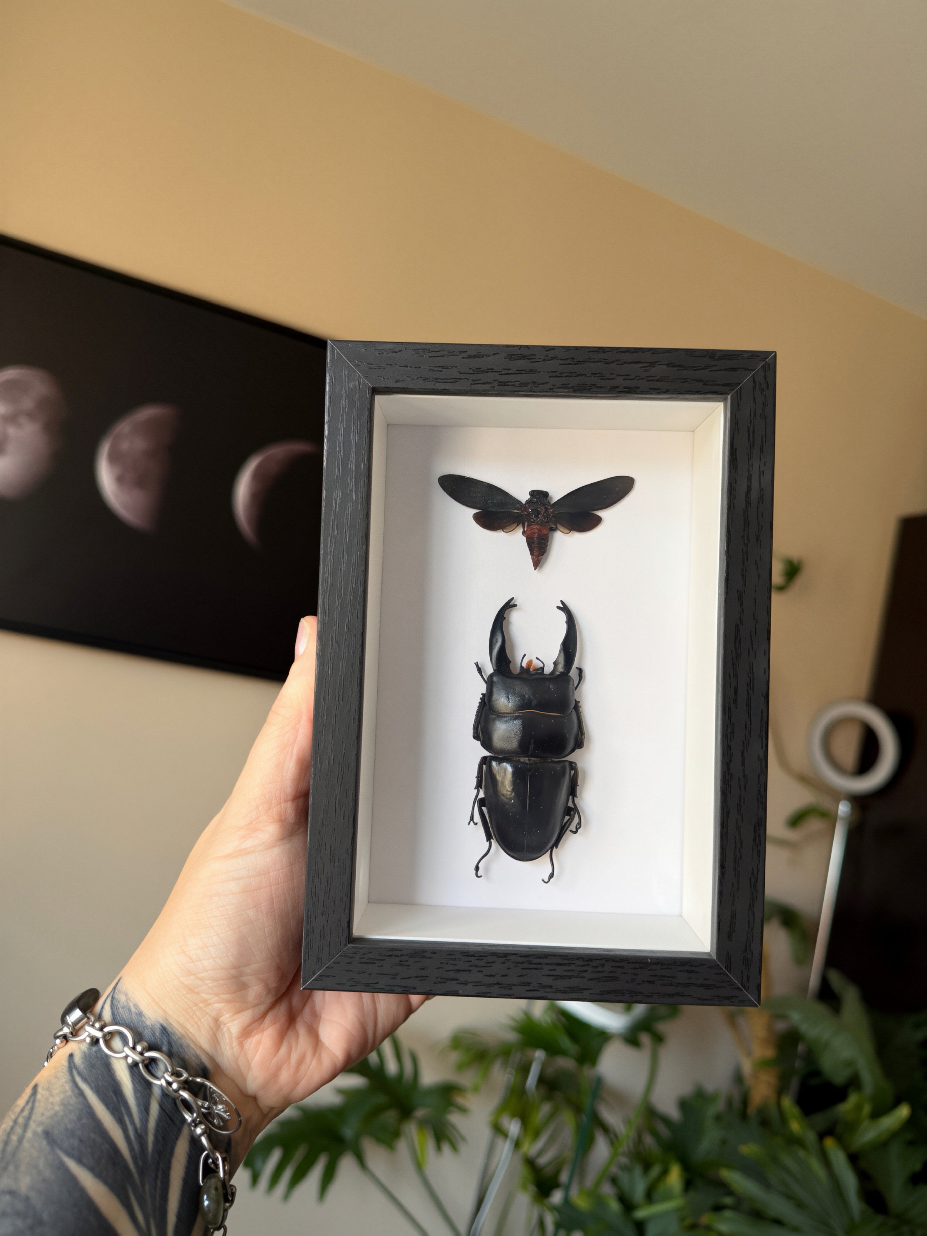 stag beetle & cicada