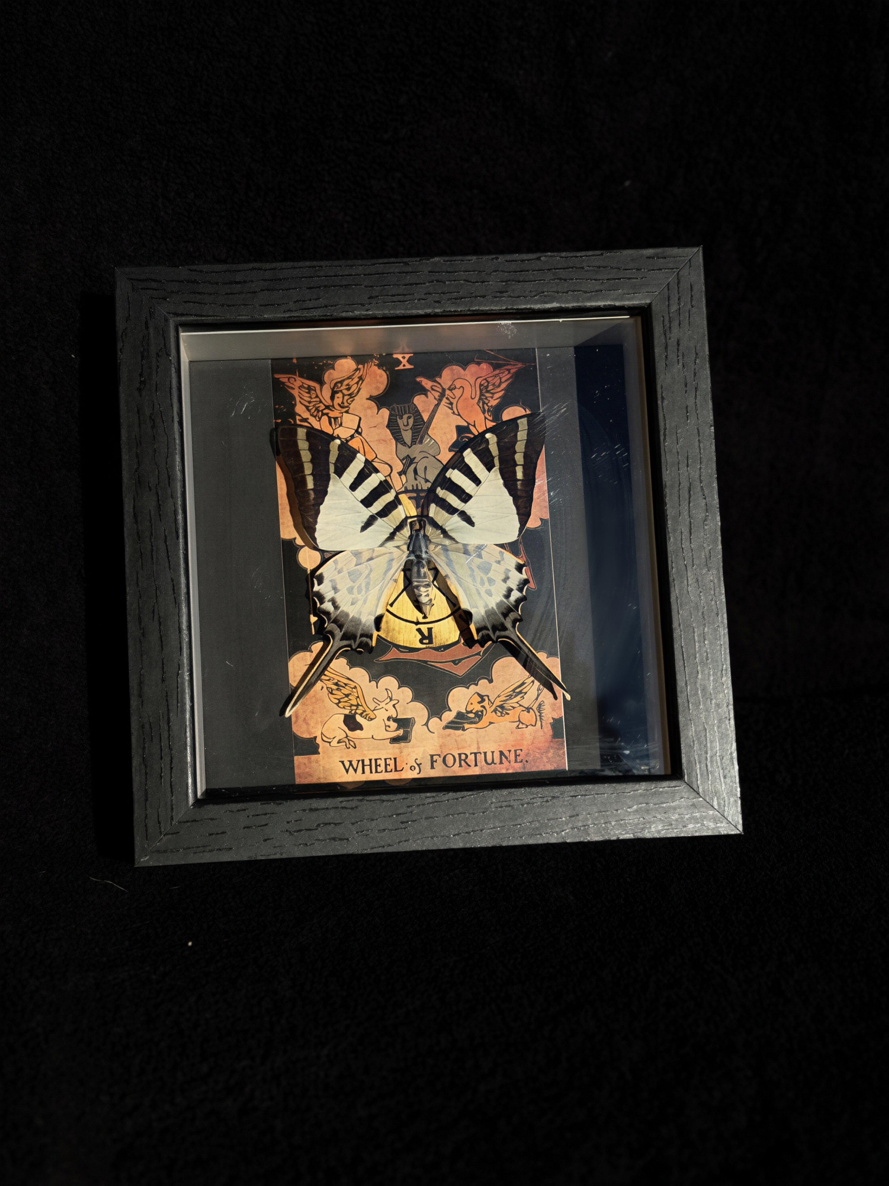swordtail butterfly “wheel of fortune” tarot collection