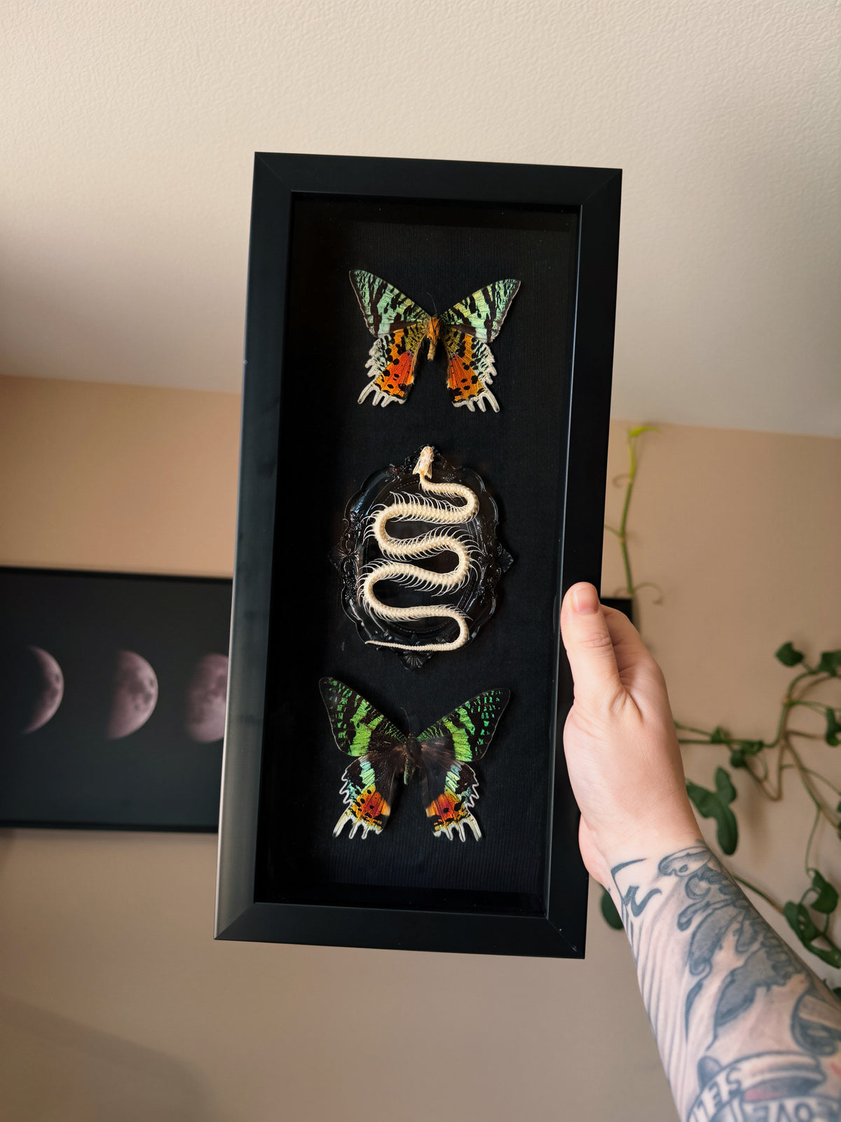 sunset moth & snake skeleton