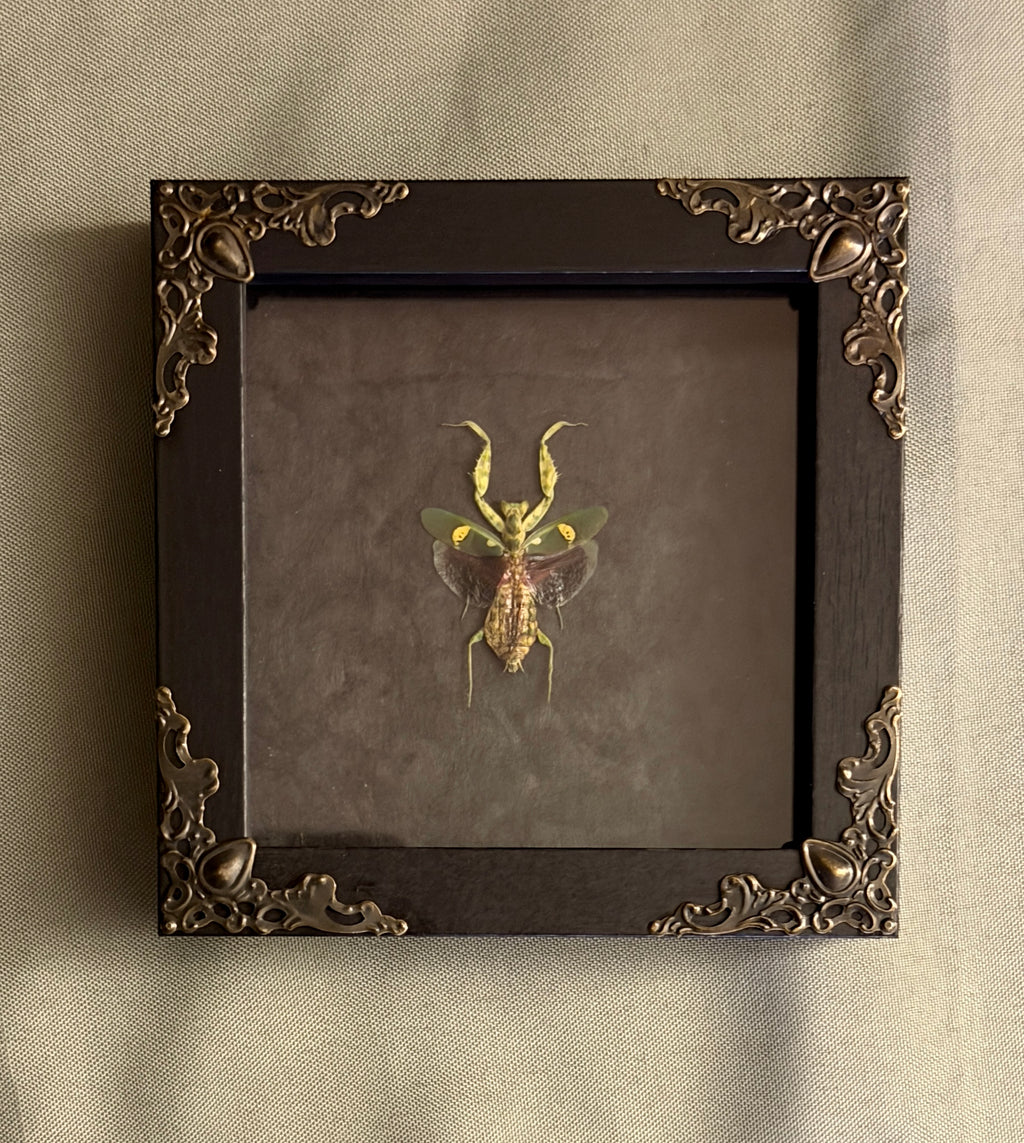 4x4 jewel mantis