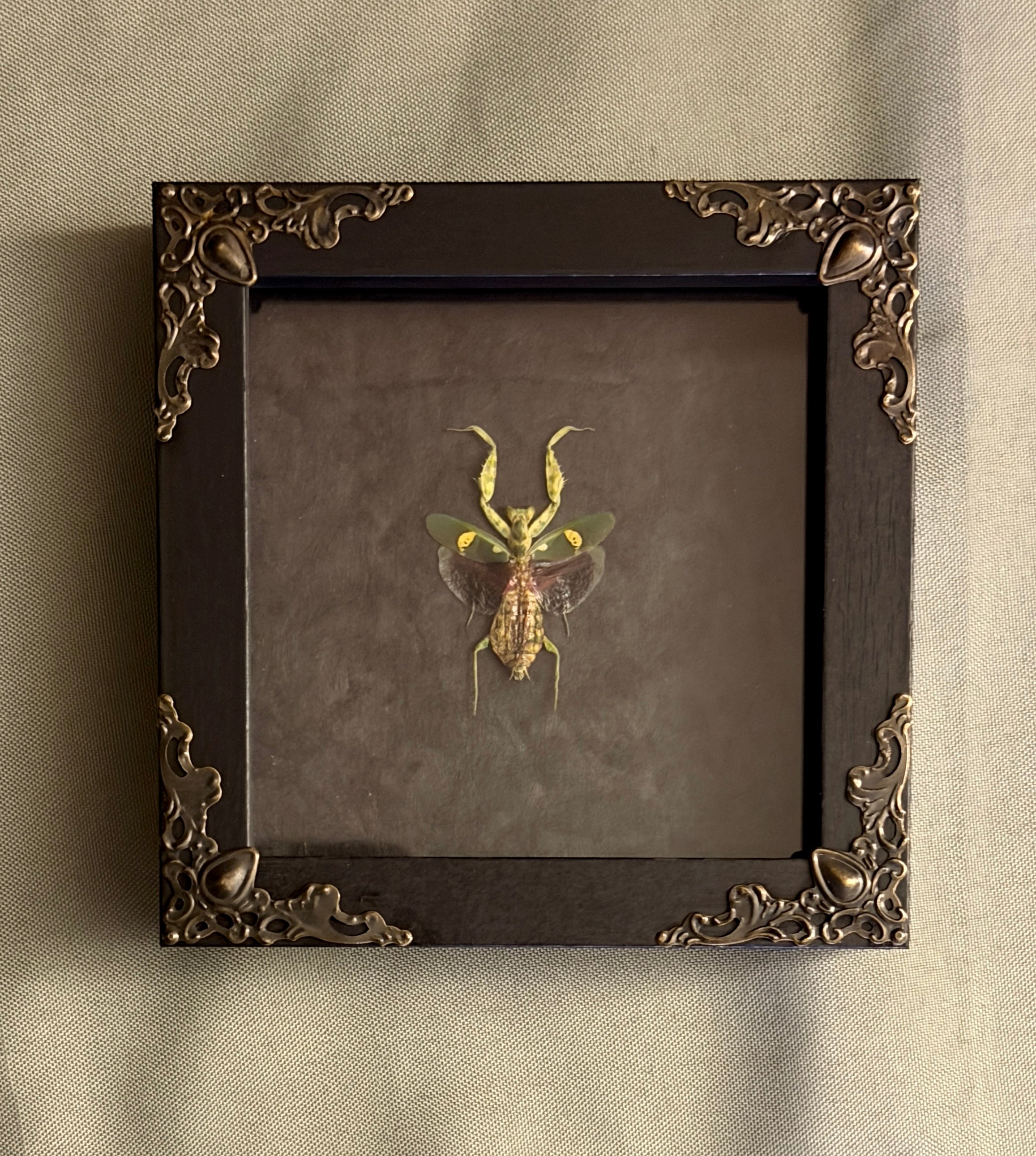 4x4 jewel mantis