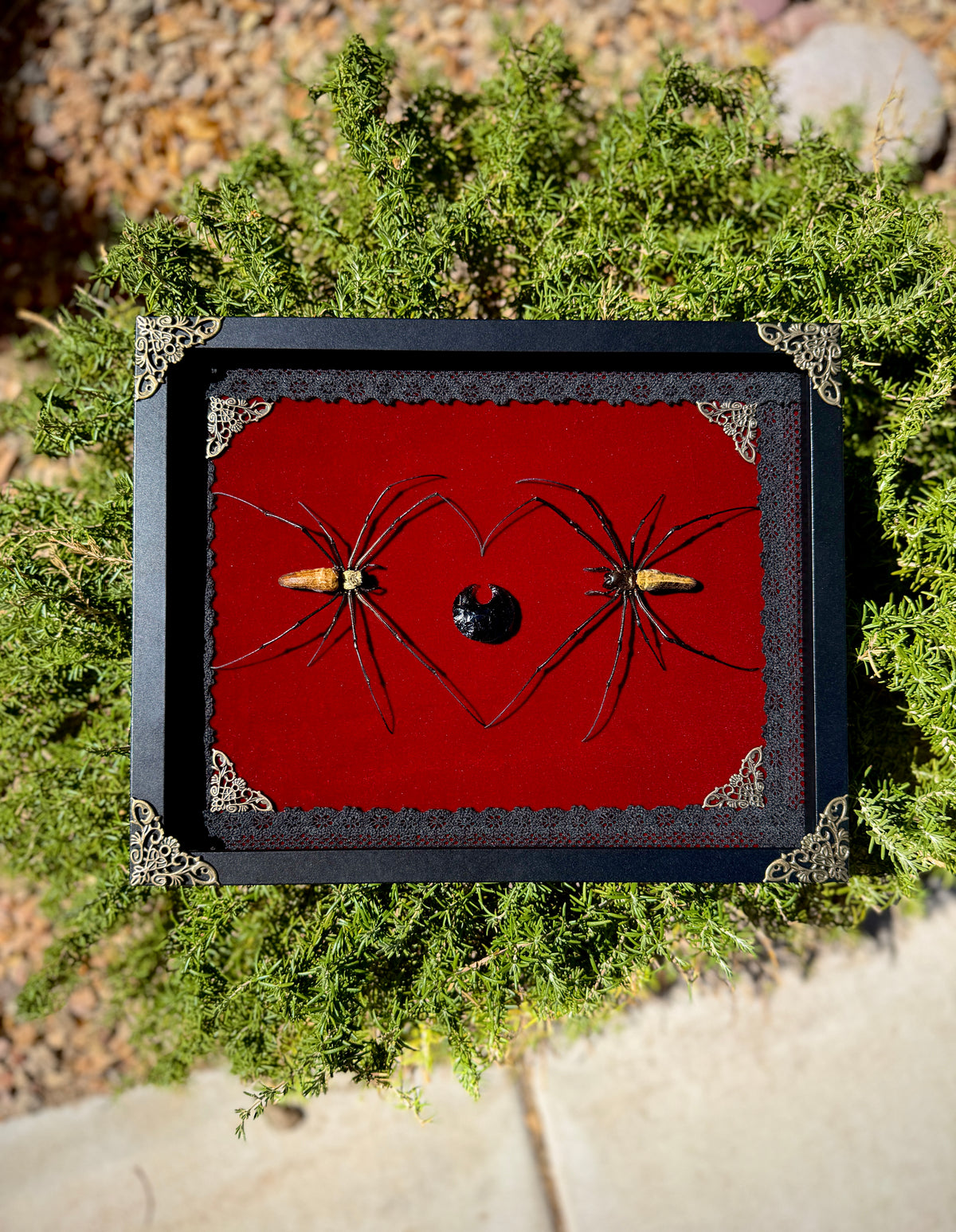 giant golden orb weaver heart