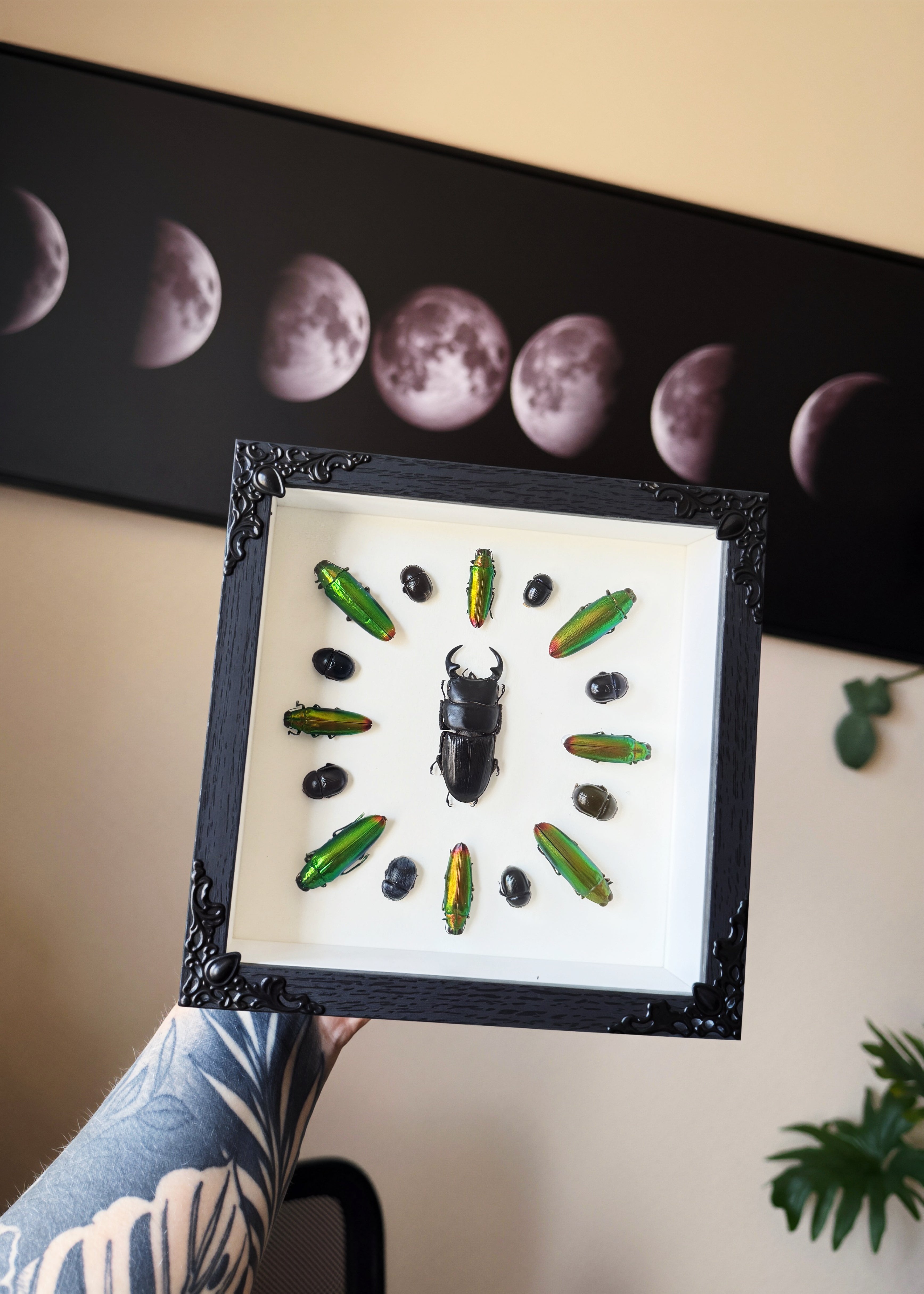 beetle smorgasbord