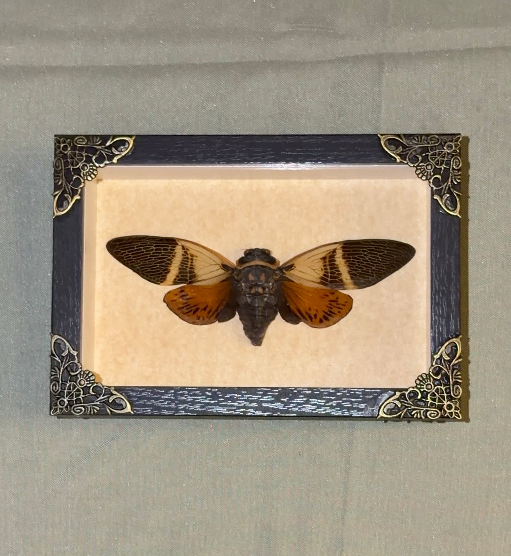 large framed cicada