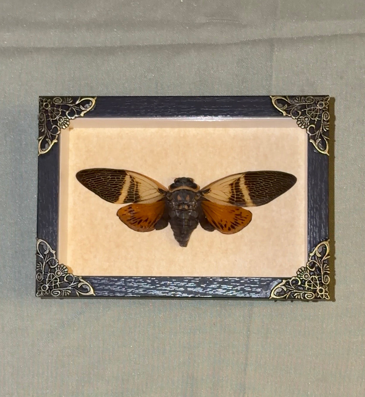 large framed cicada