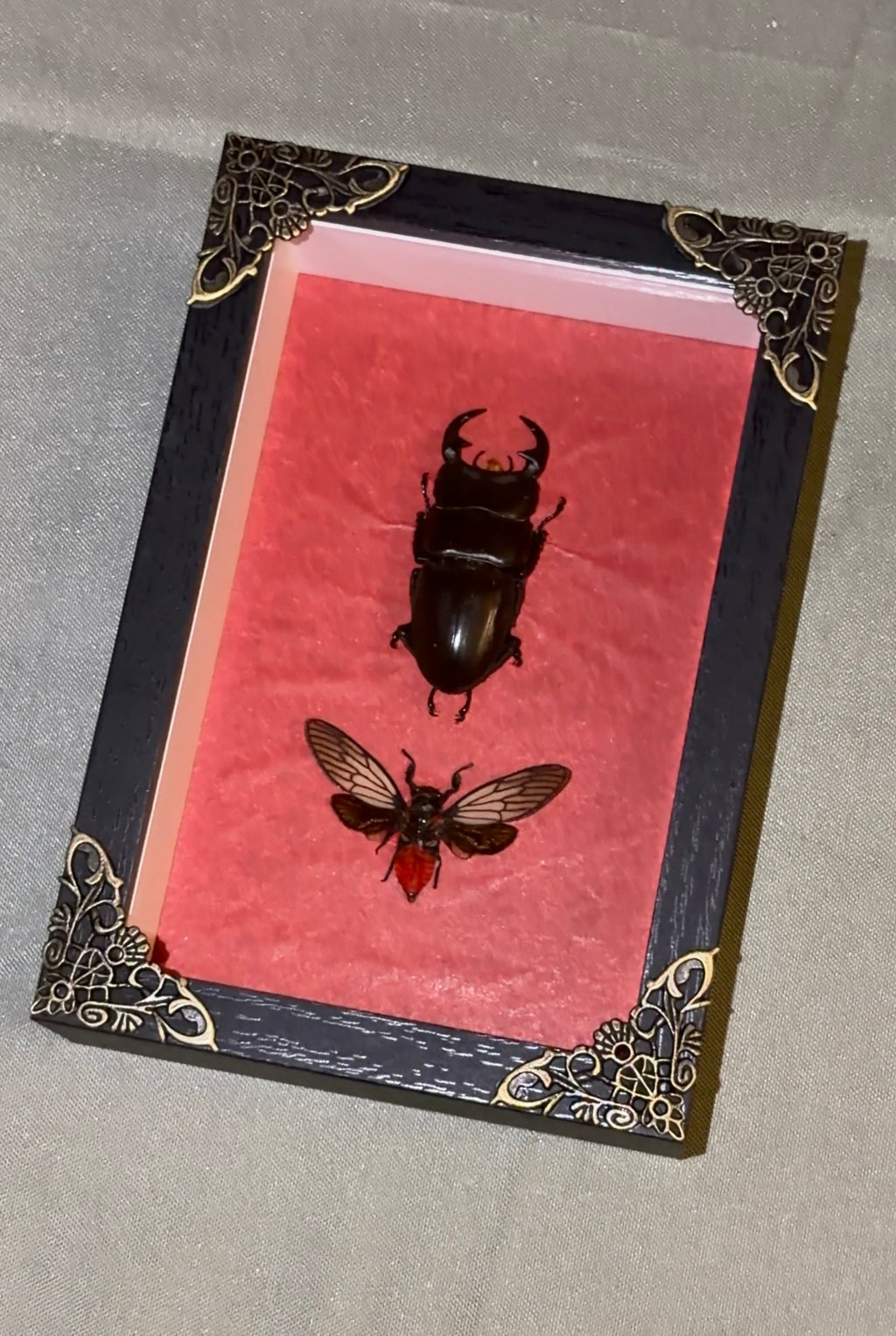 stag beetle & red devil cicada
