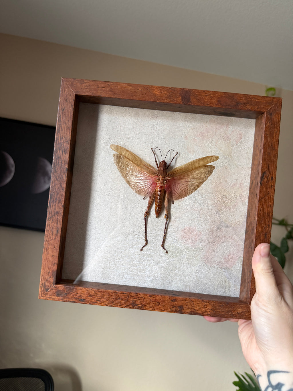 xl cutiegirl grasshopper
