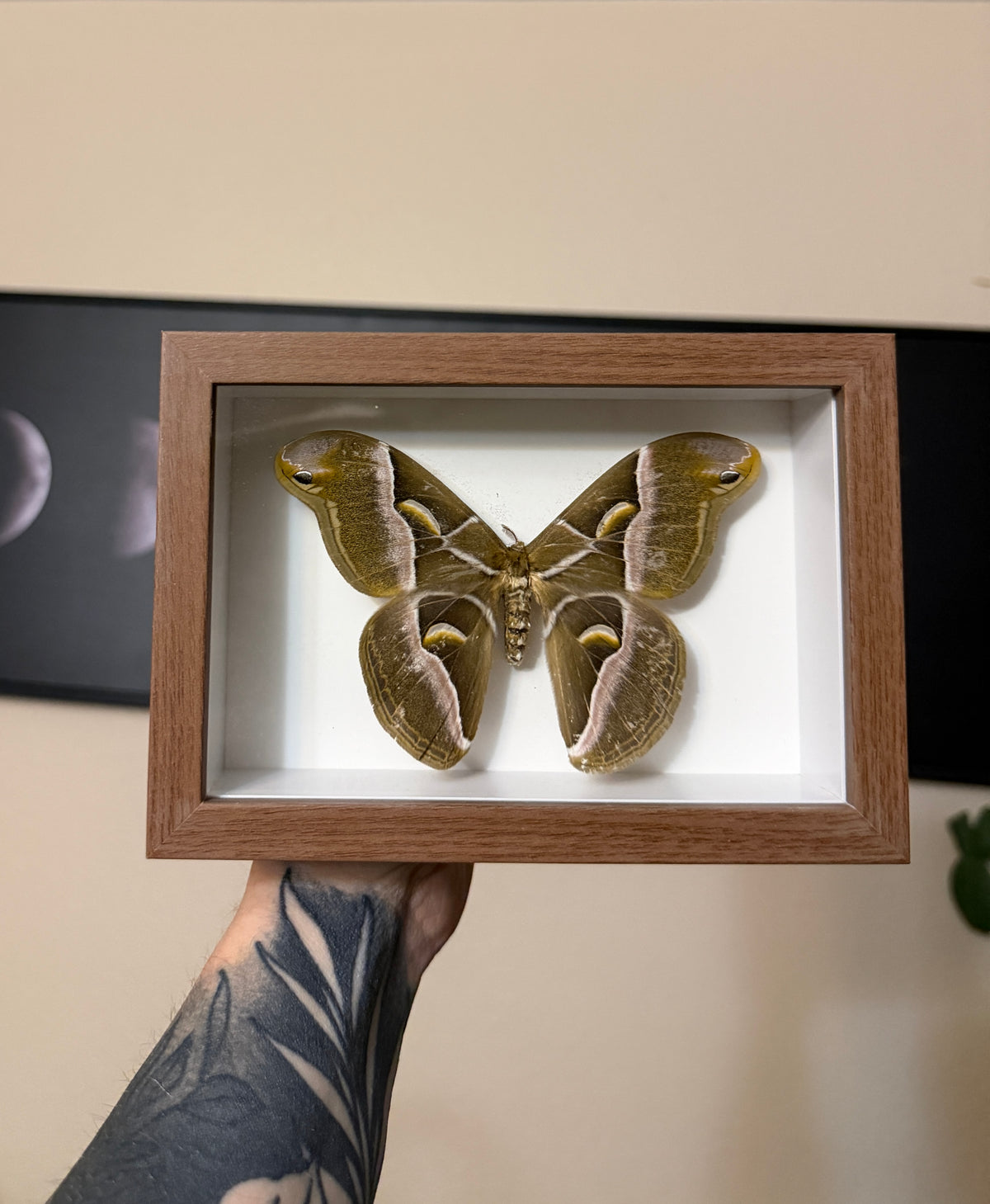samias silk moth