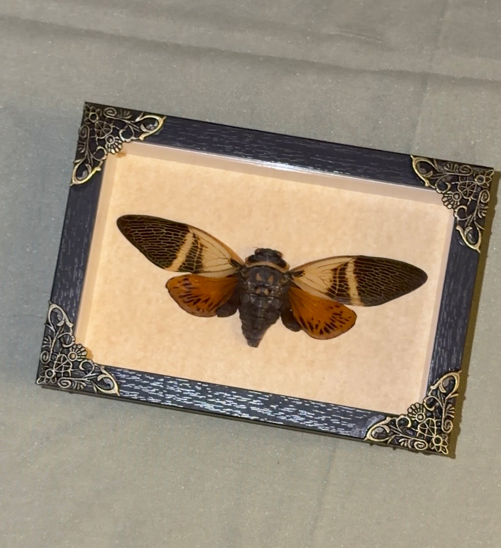 large framed cicada