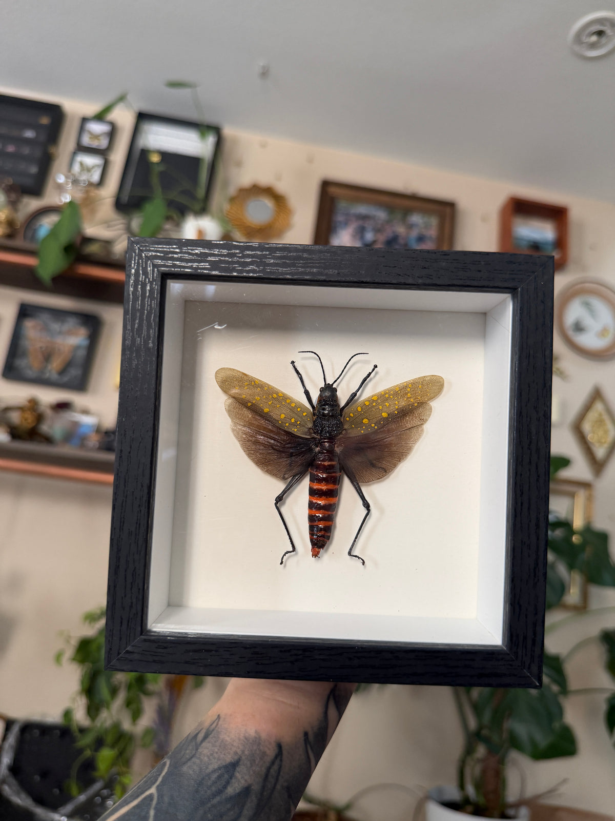 yellow spotted grasshopper