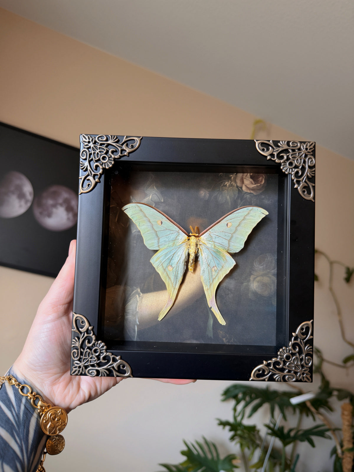 luna moth 7x7