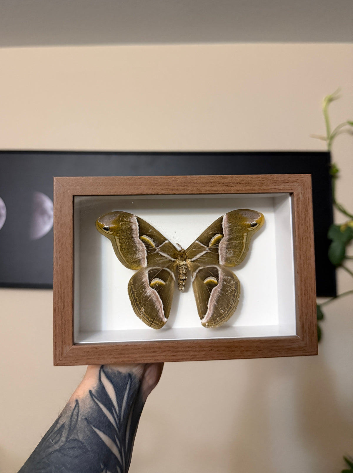 samias silk moth
