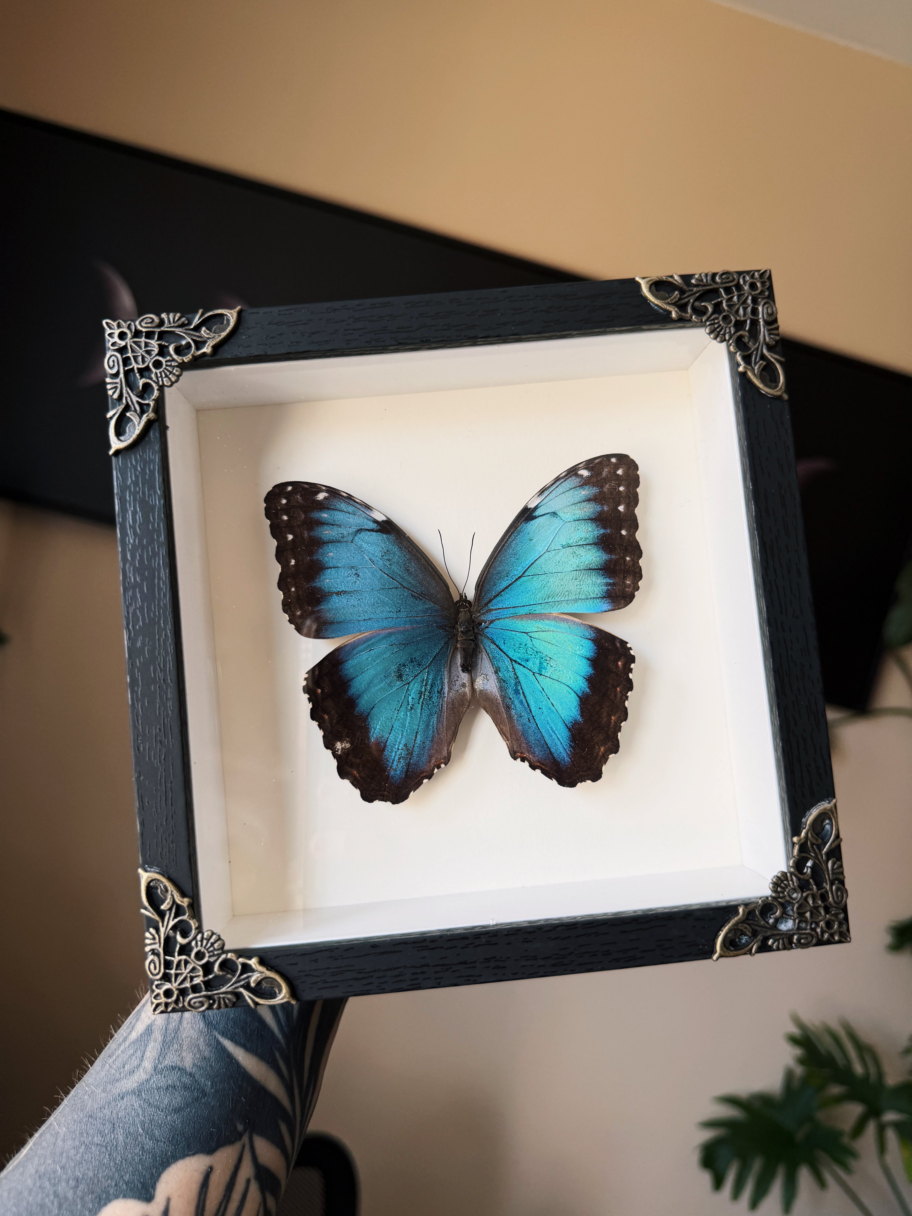framed blue morpho butterfly 6x6