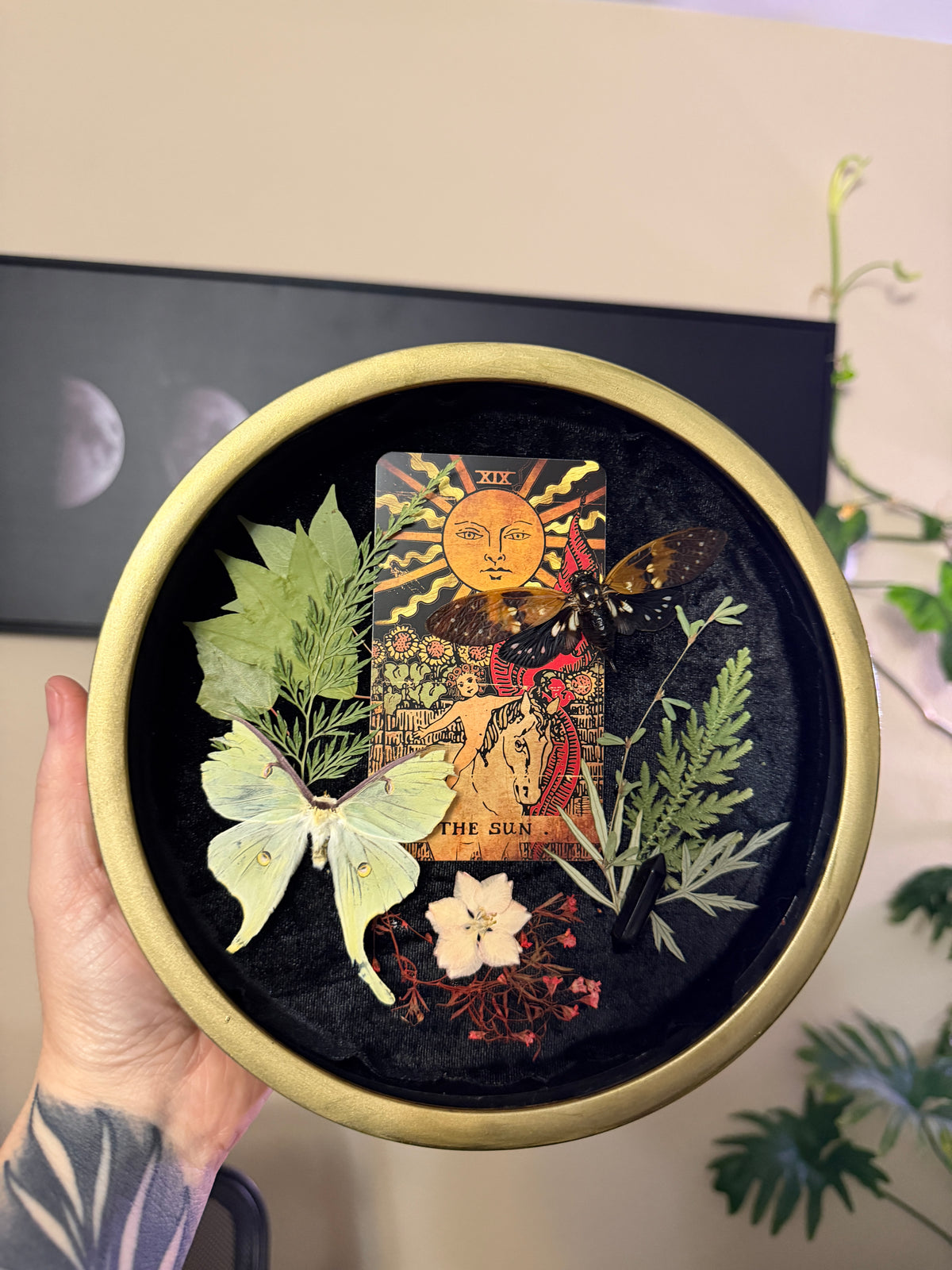 luna moth & cicada tarot
