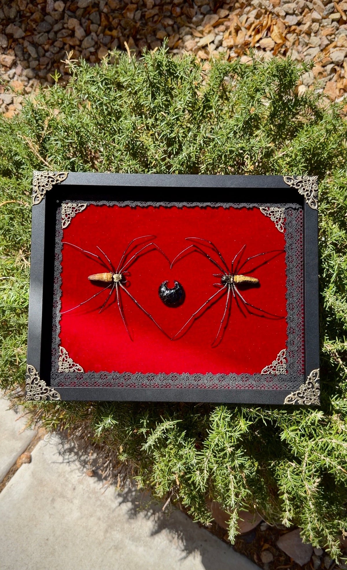 giant golden orb weaver heart