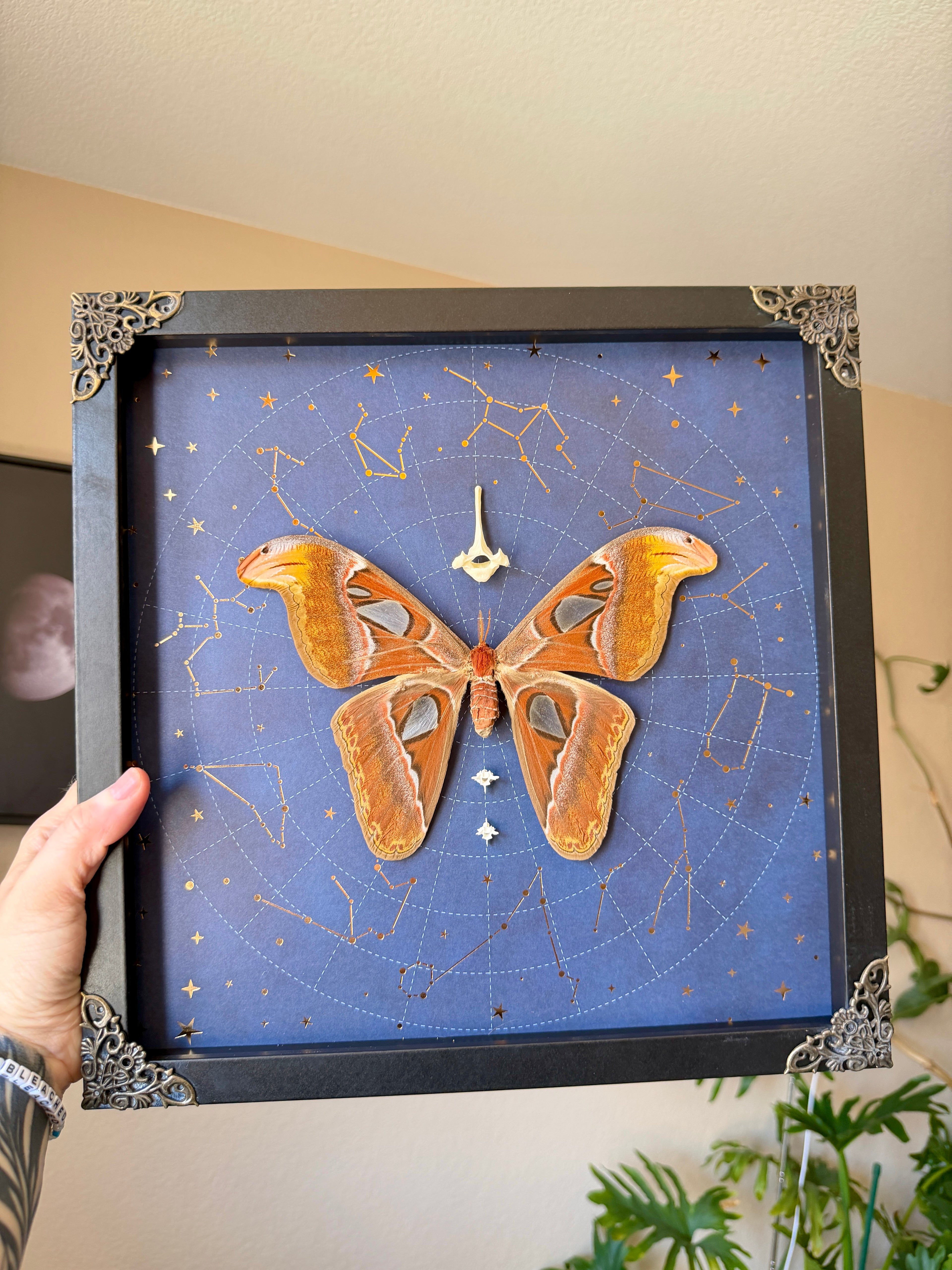 atlas moth 12x12
