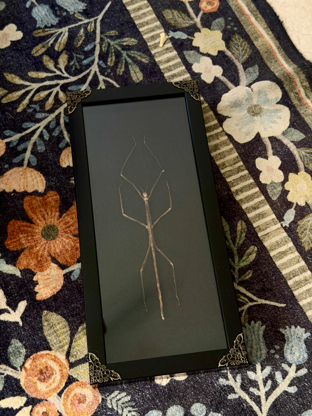 giant walking stick 6x14