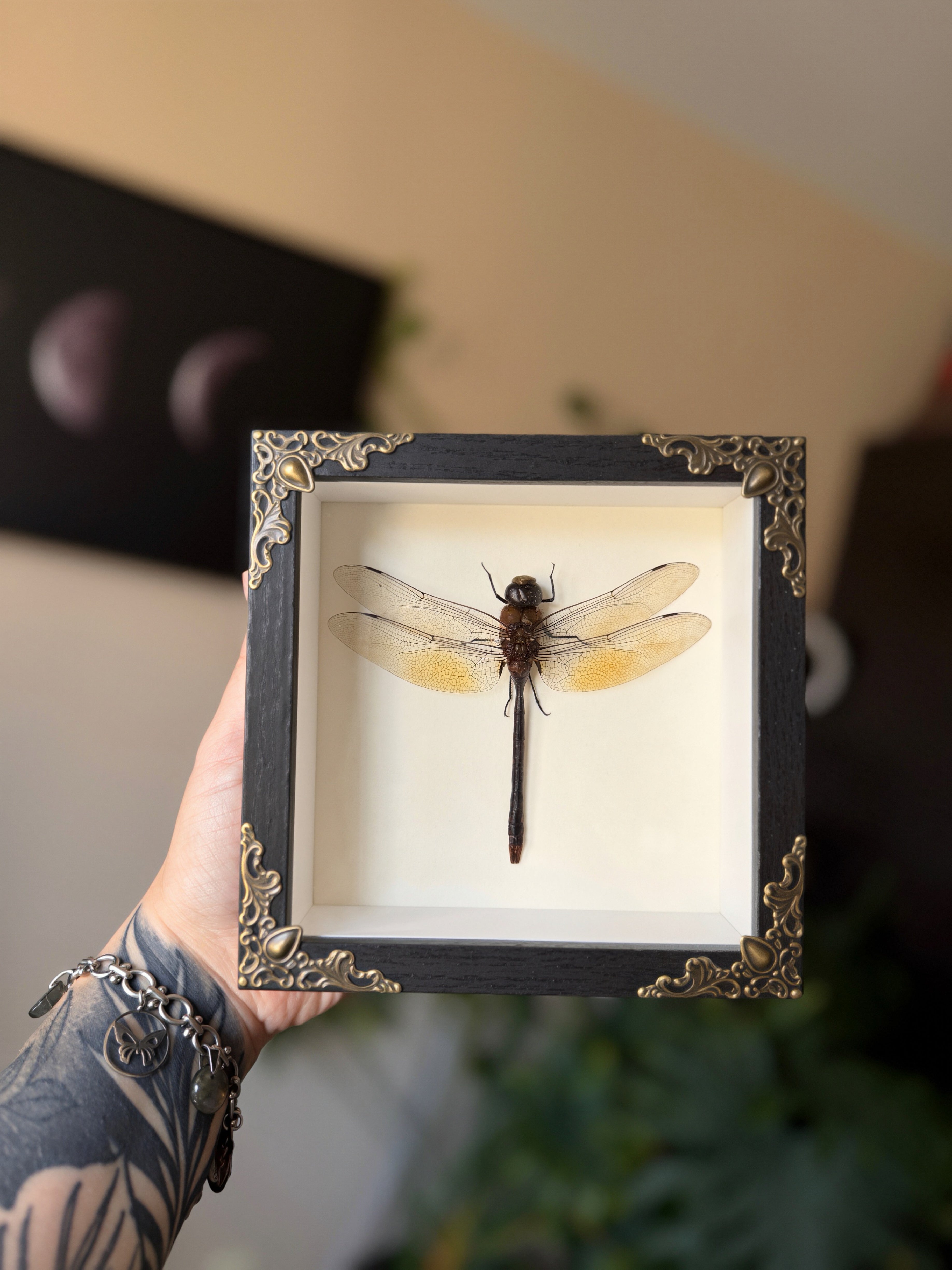 emperor dragonfly 6x6