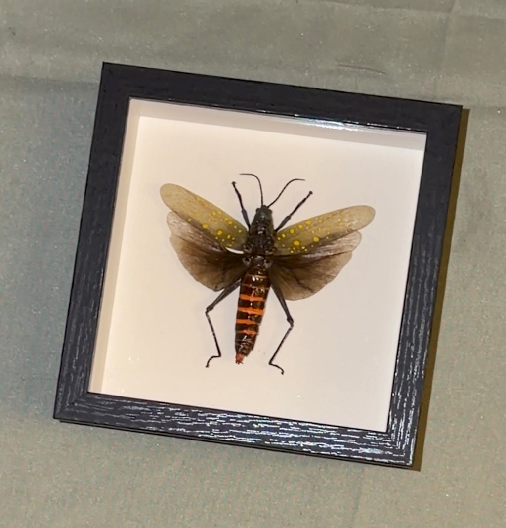 5x5 framed yellow spotted grasshopper