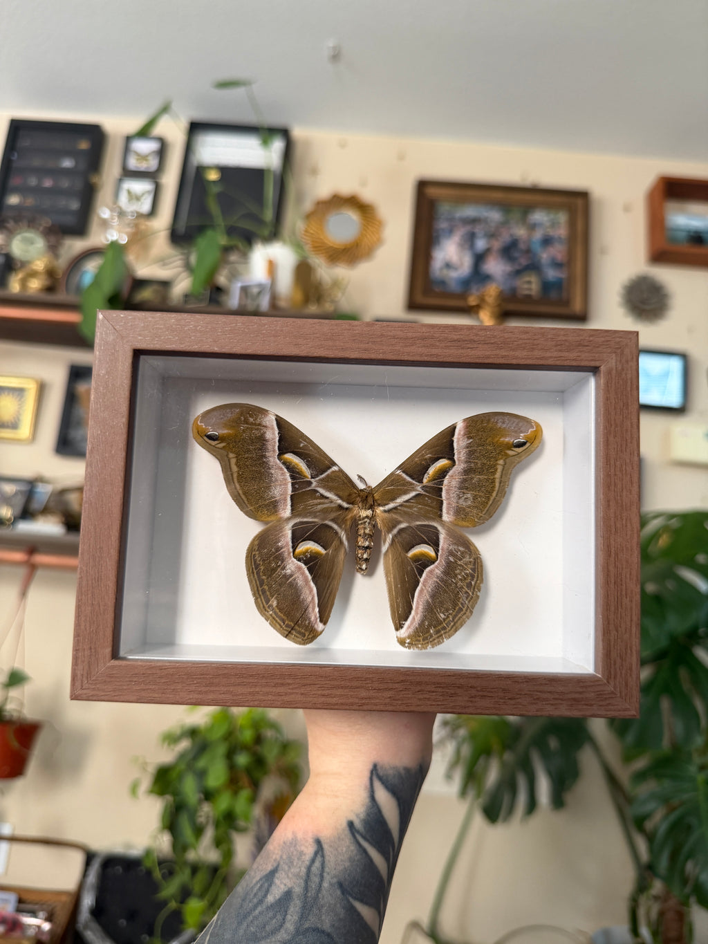 samias silk moth