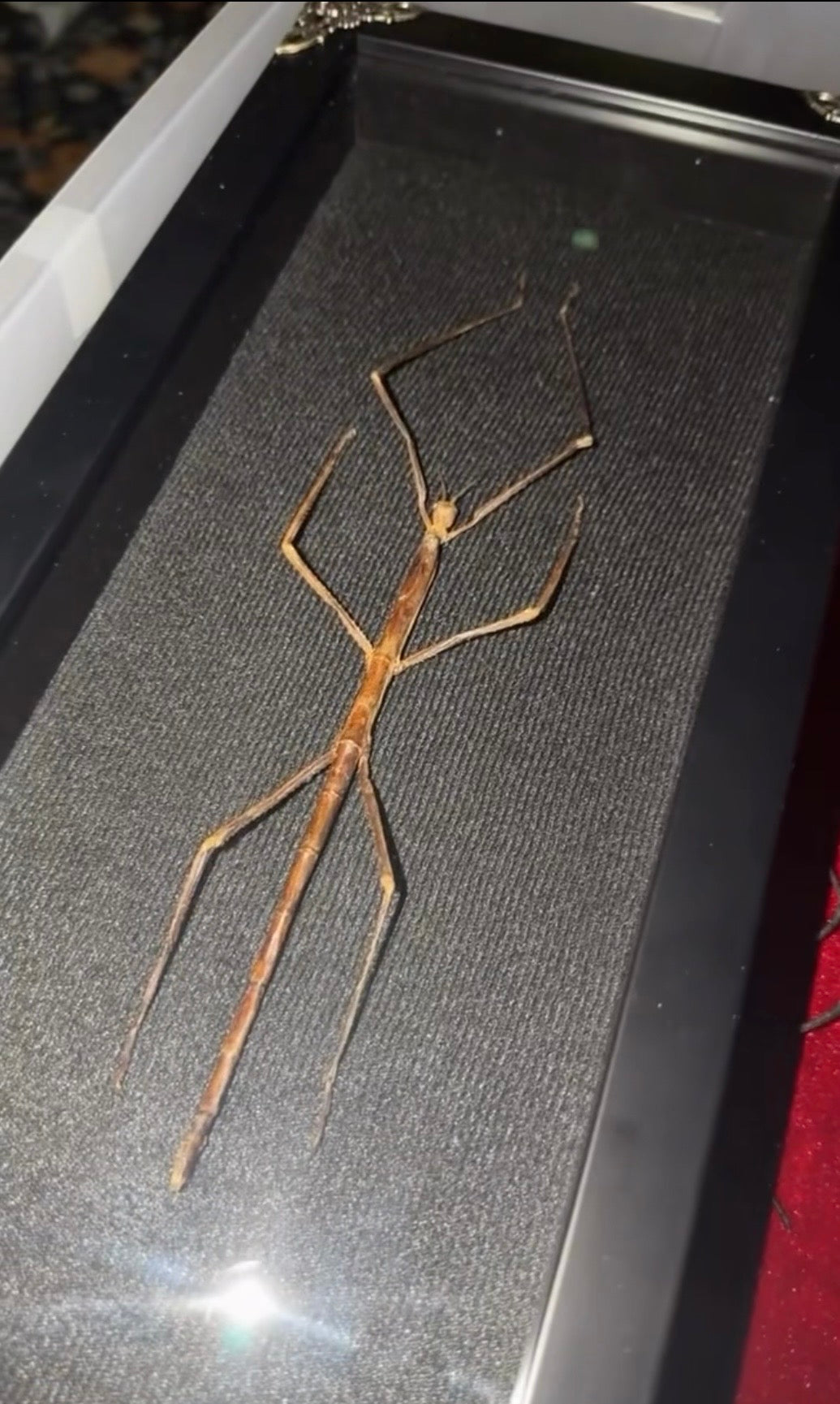 giant walking stick 6x14