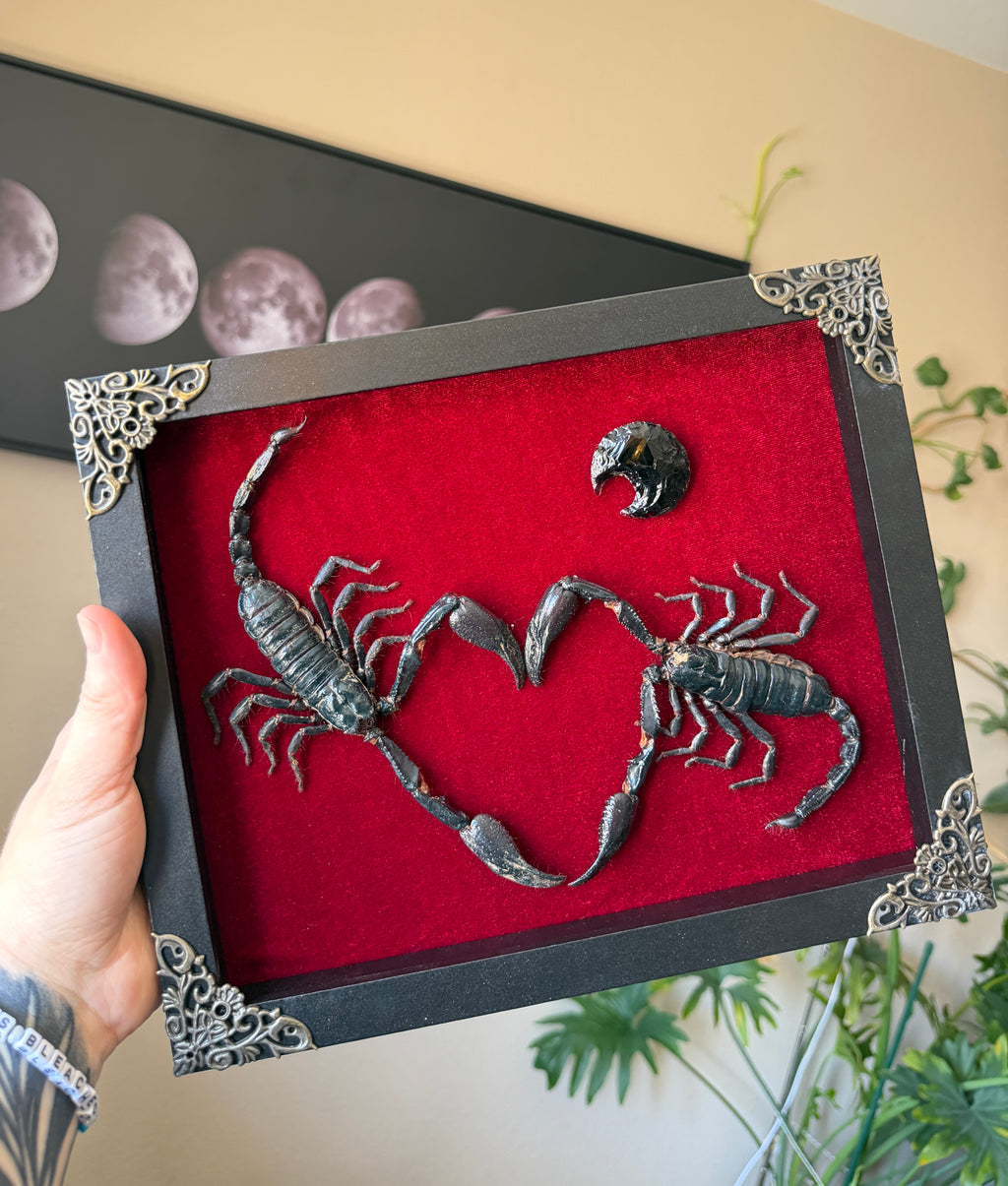 obsidian scorpion heart