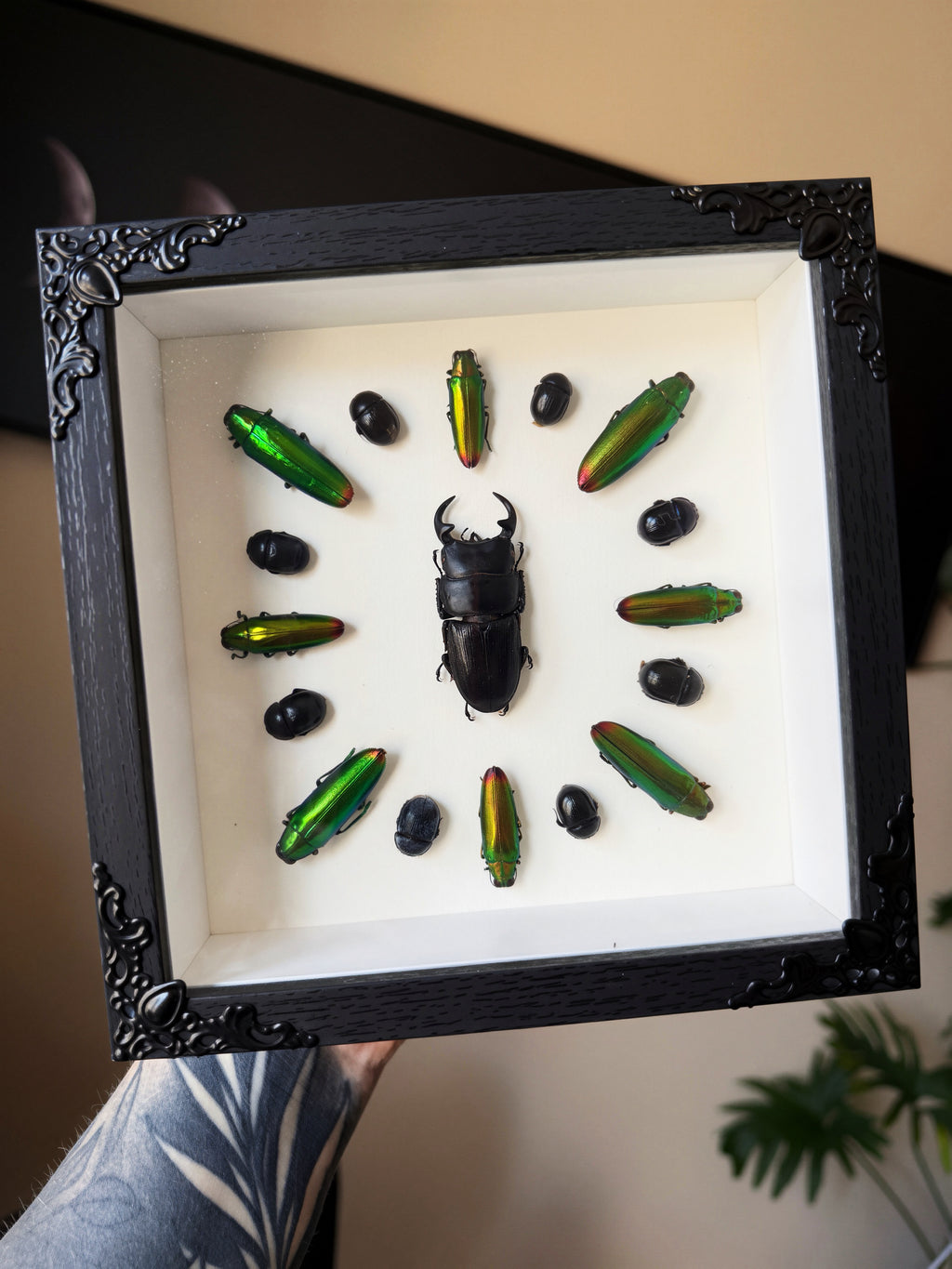 beetle smorgasbord
