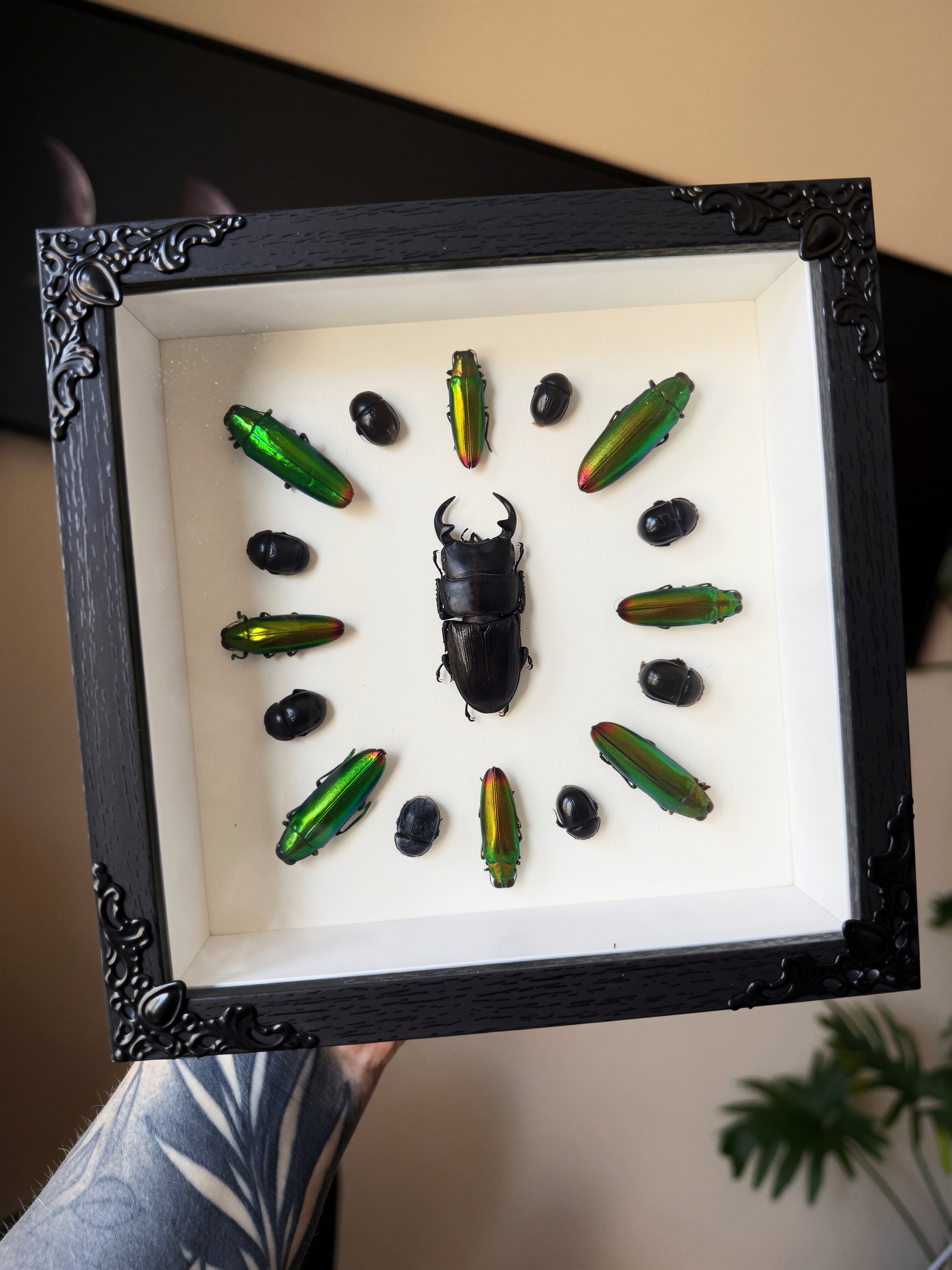 beetle smorgasbord