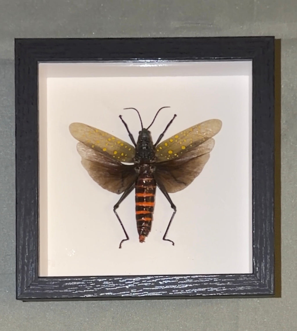 5x5 framed yellow spotted grasshopper