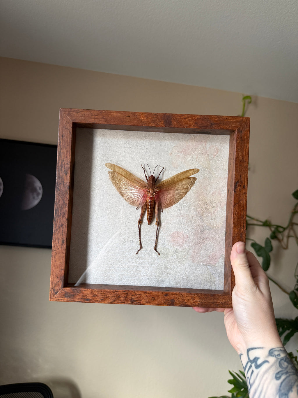 xl cutiegirl grasshopper