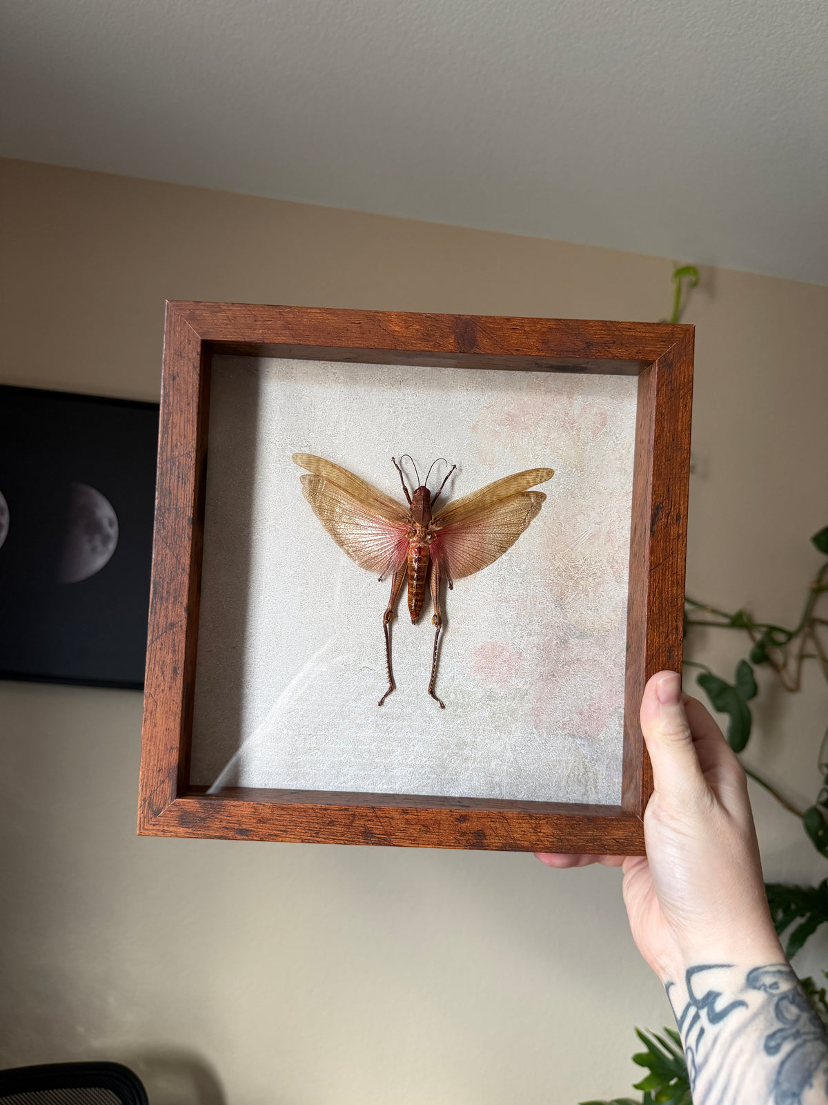xl cutiegirl grasshopper