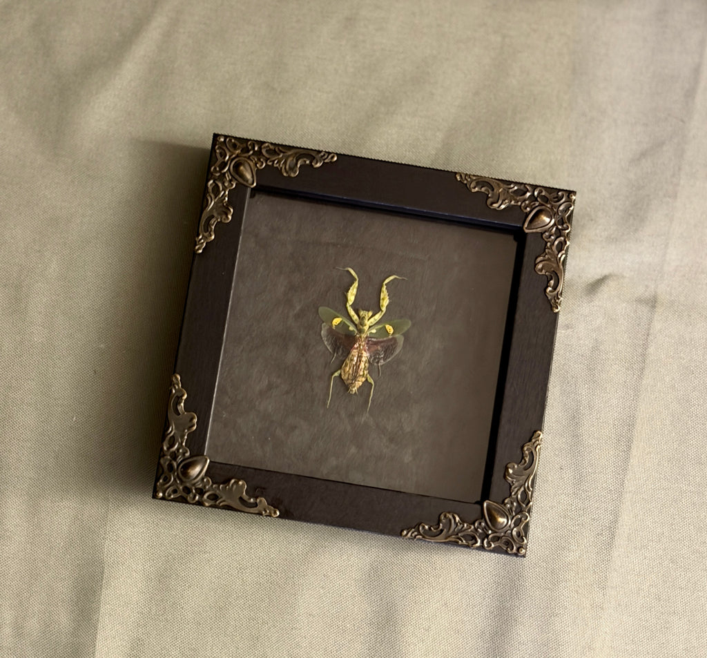 4x4 jewel mantis