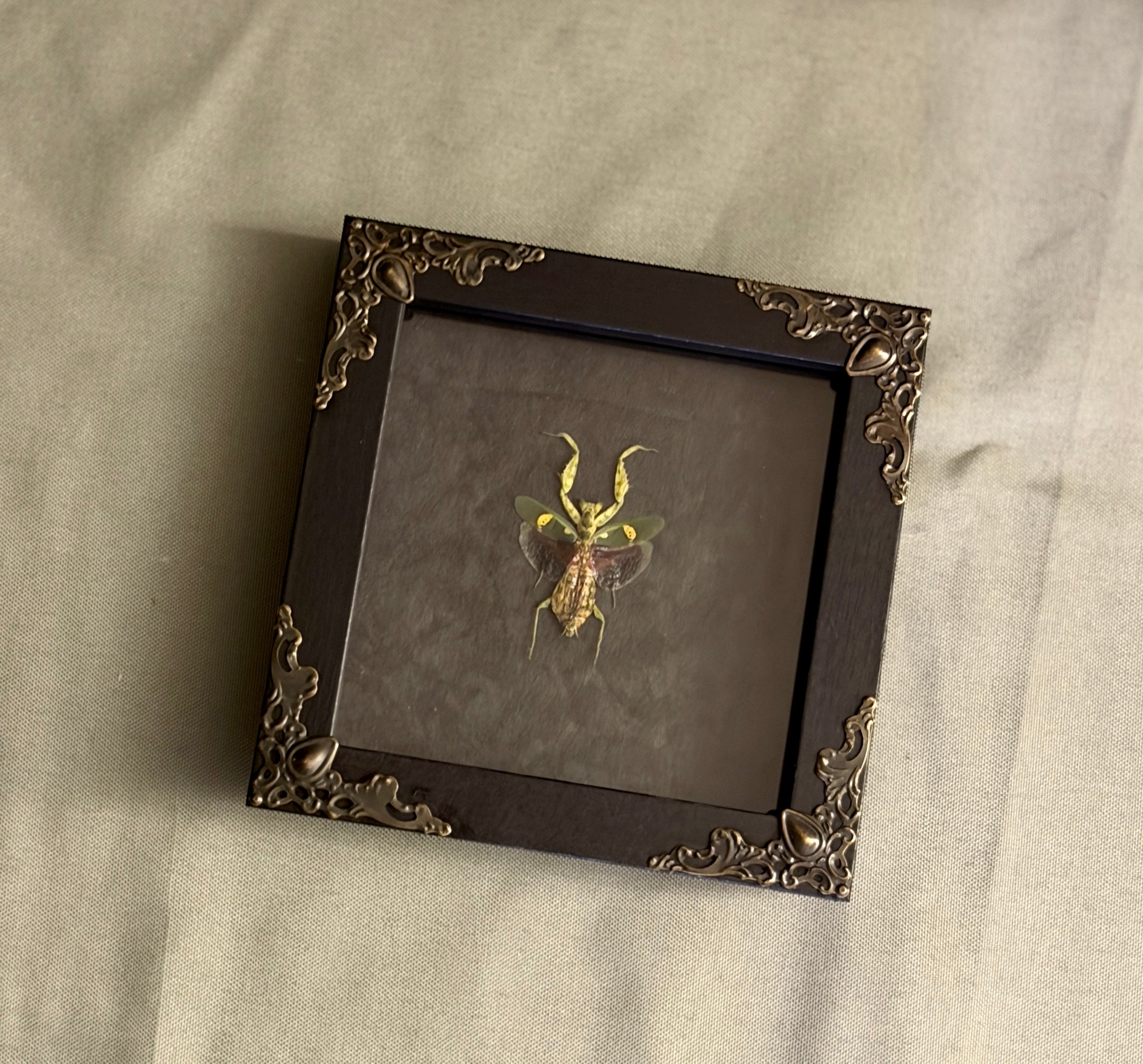 4x4 jewel mantis