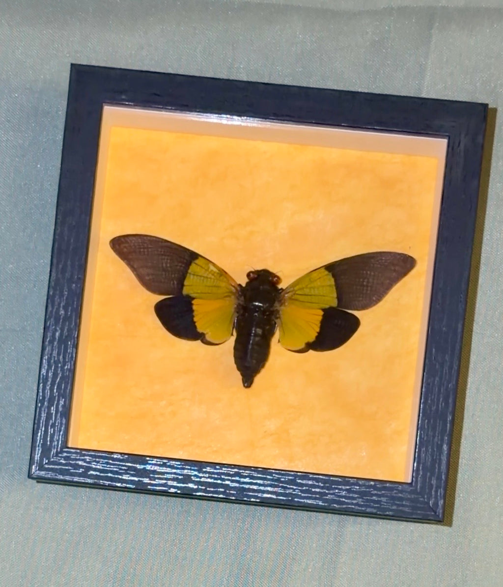 5x5 framed green cicada