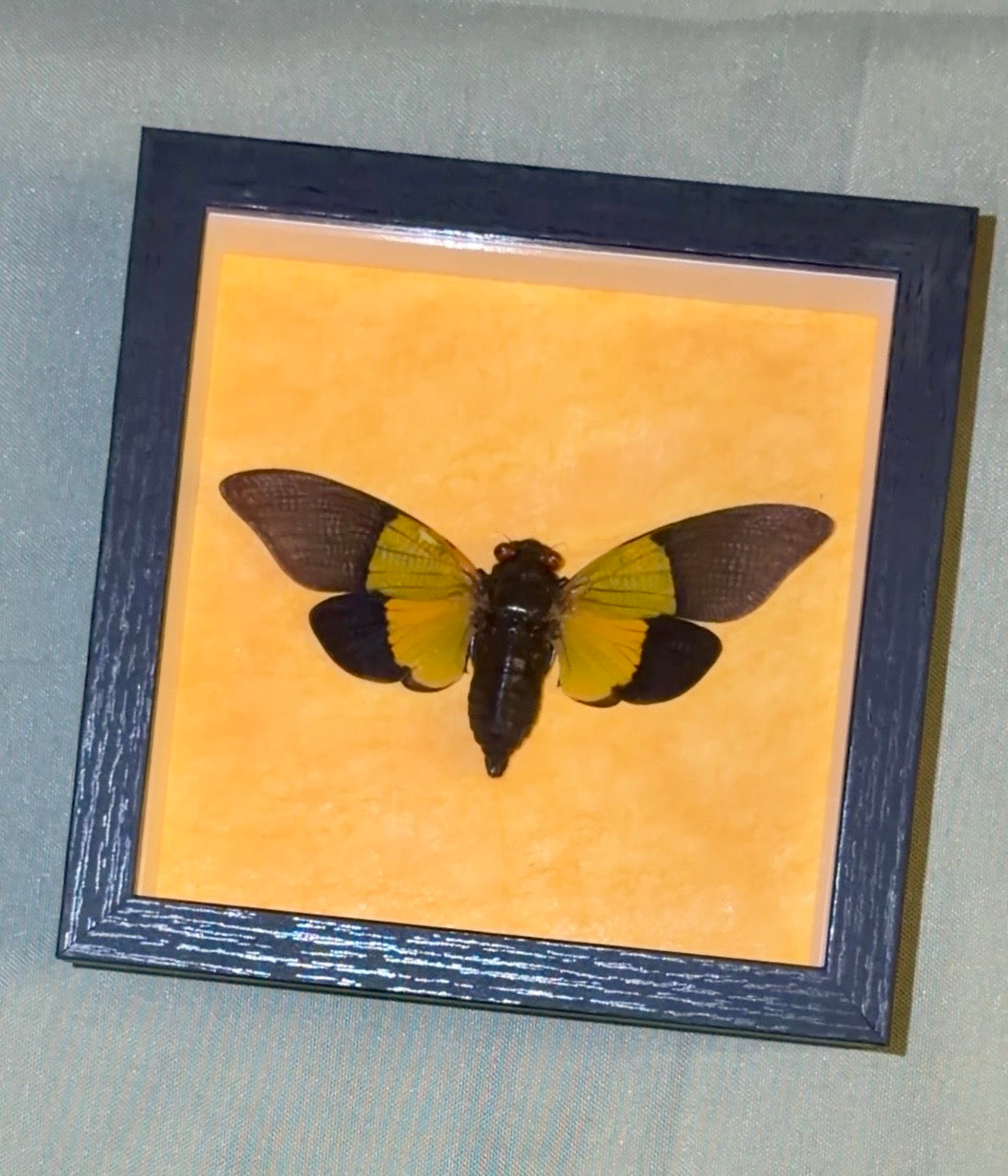 5x5 framed green cicada