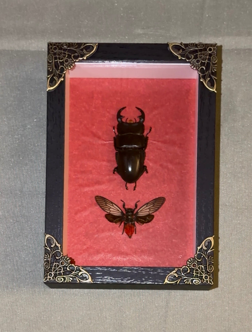 stag beetle & red devil cicada