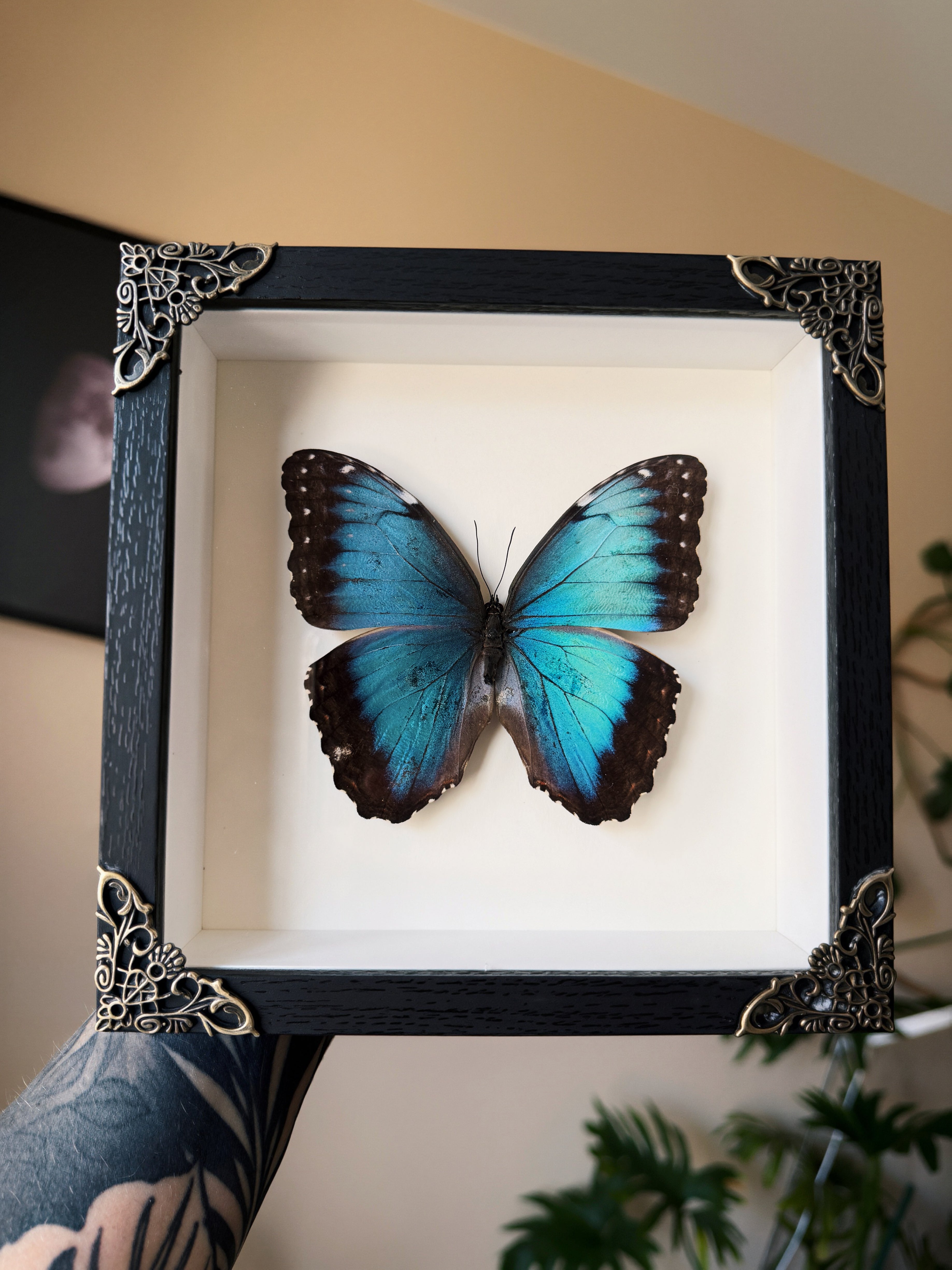 framed blue morpho butterfly 6x6