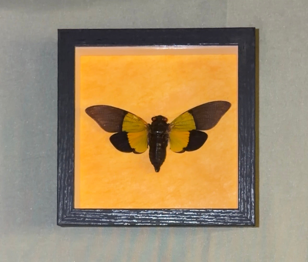 5x5 framed green cicada