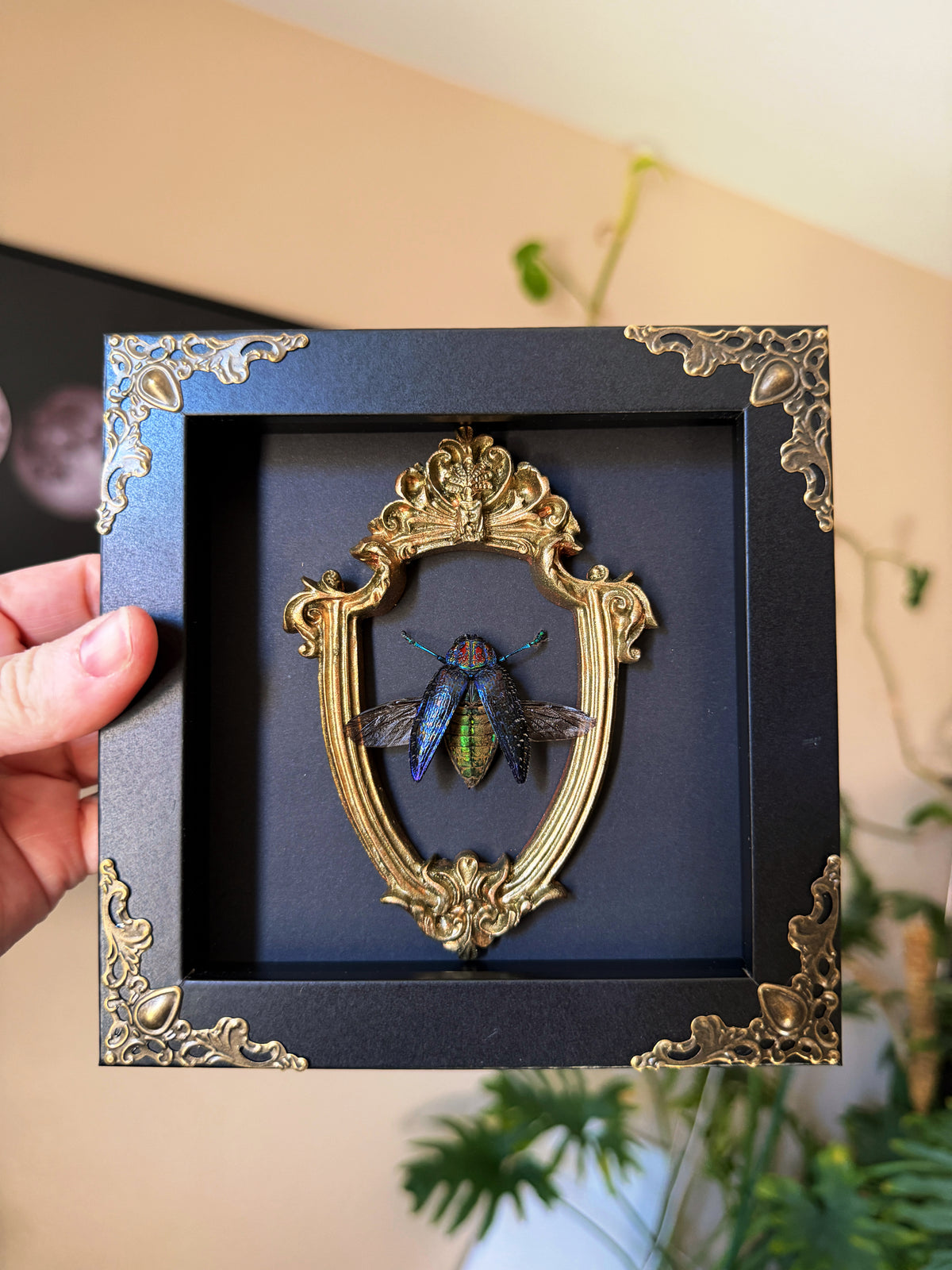 blue rainbow beetle 6x6