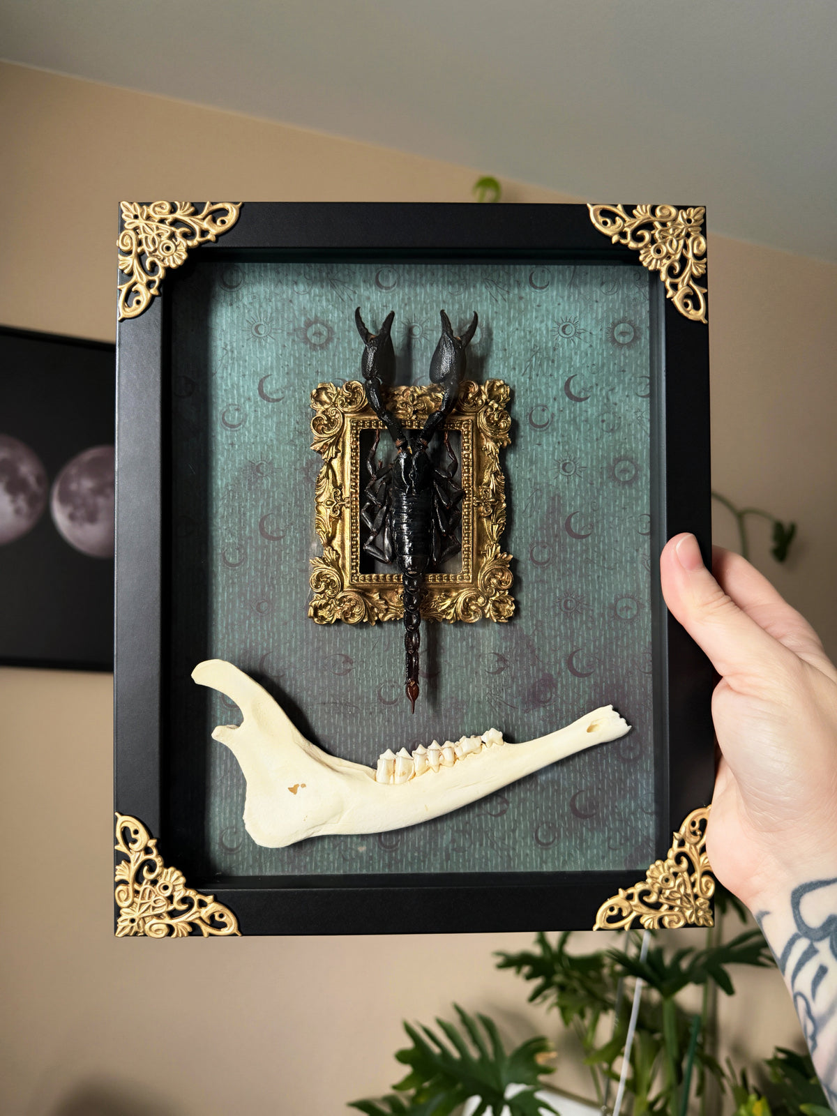 scorpion & deer jaw