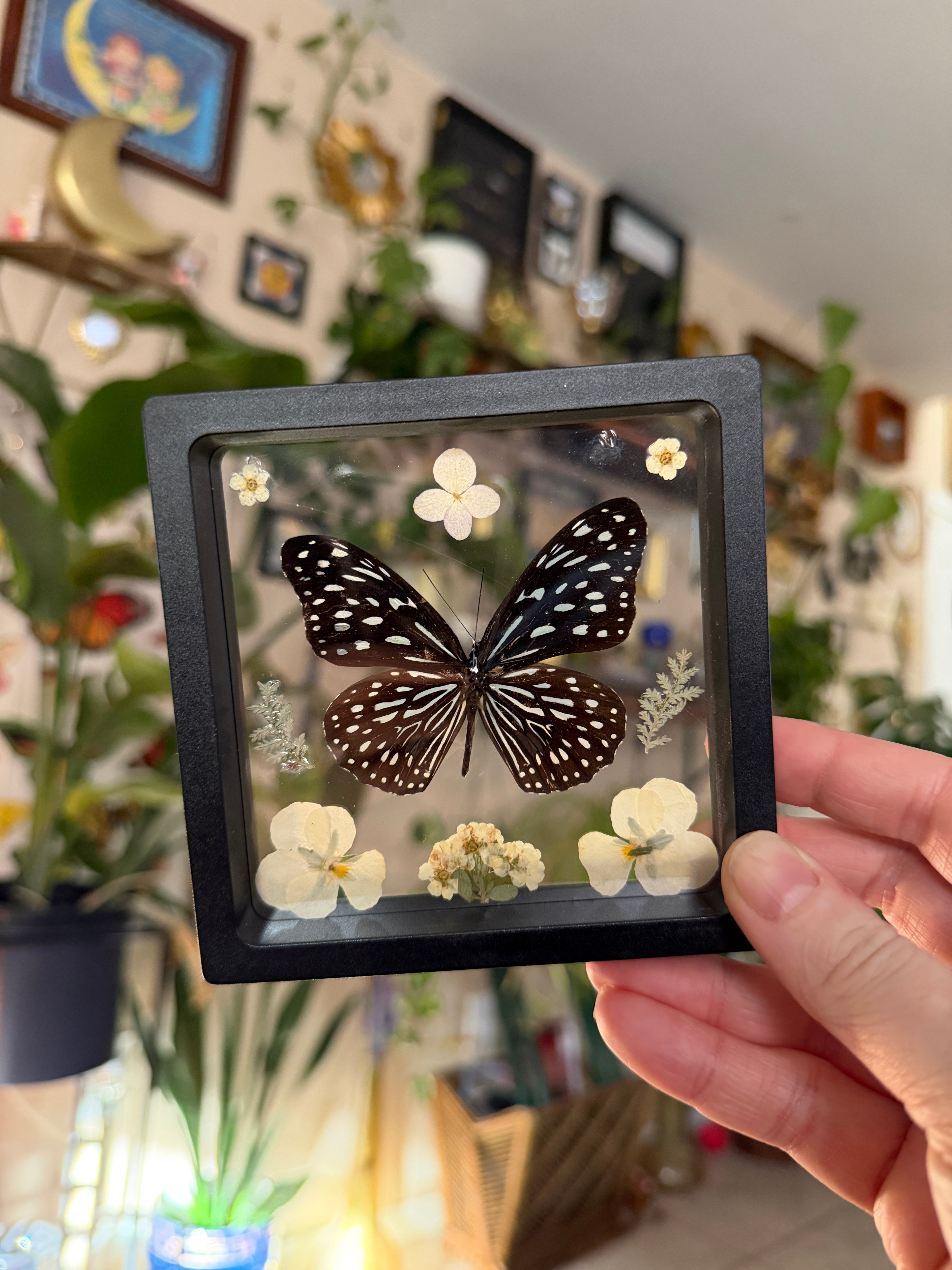 4x4 framed butterfly & botanical