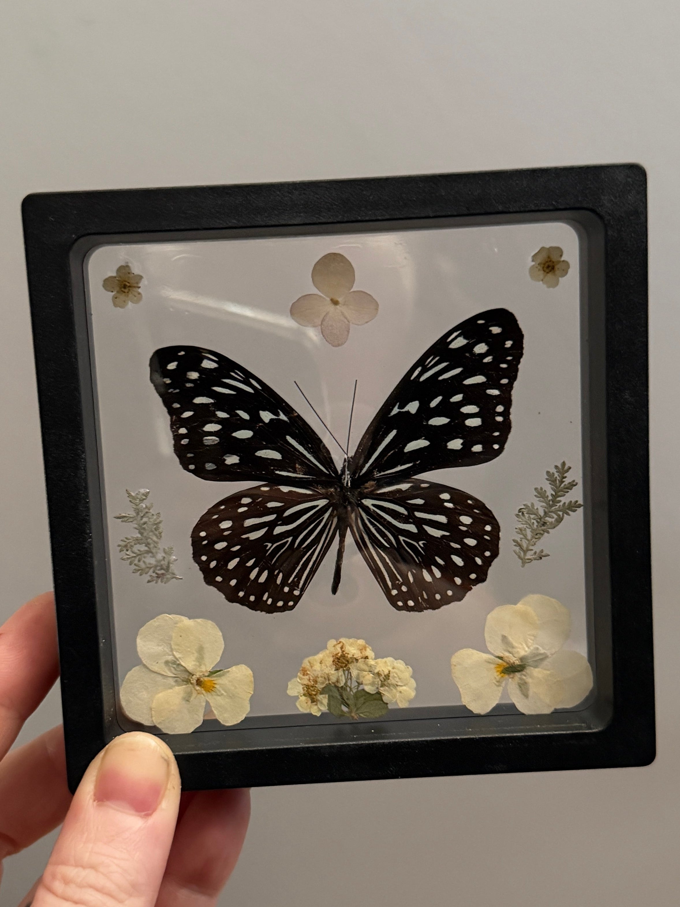 4x4 framed butterfly & botanical