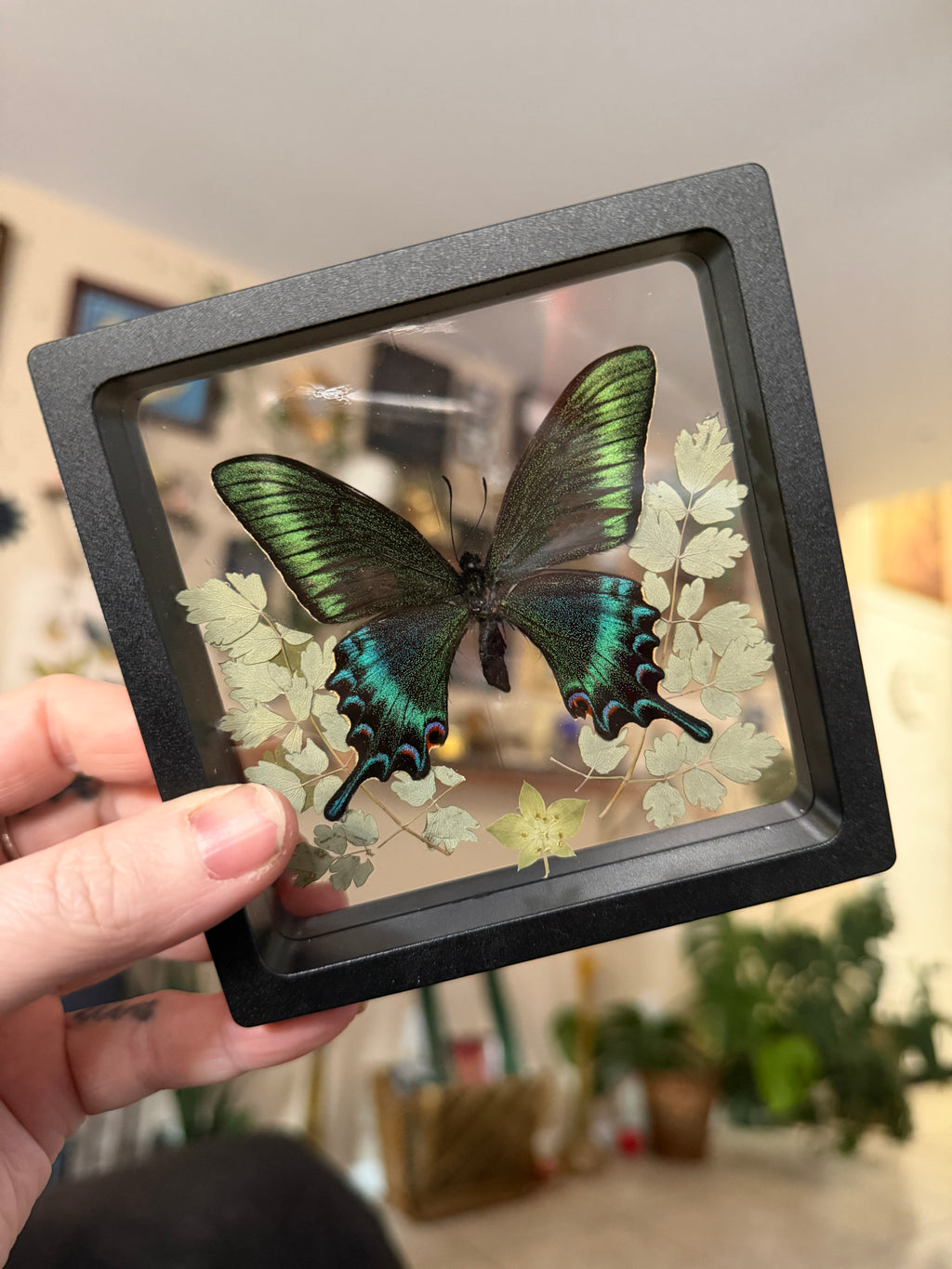 4x4 framed butterfly & botanical