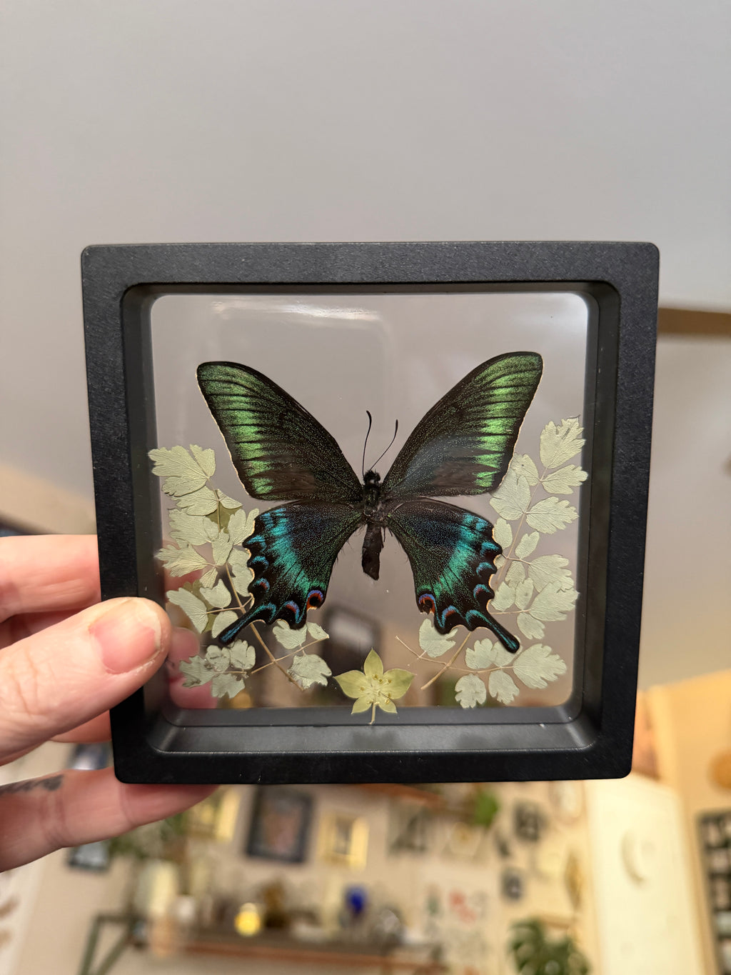 4x4 framed butterfly & botanical