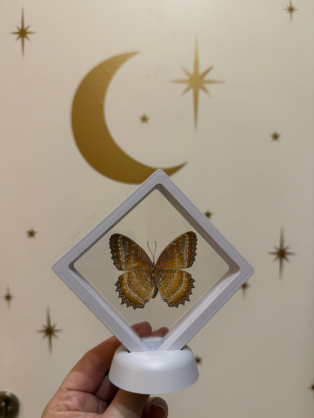 3x3 white framed butterfly & botanical