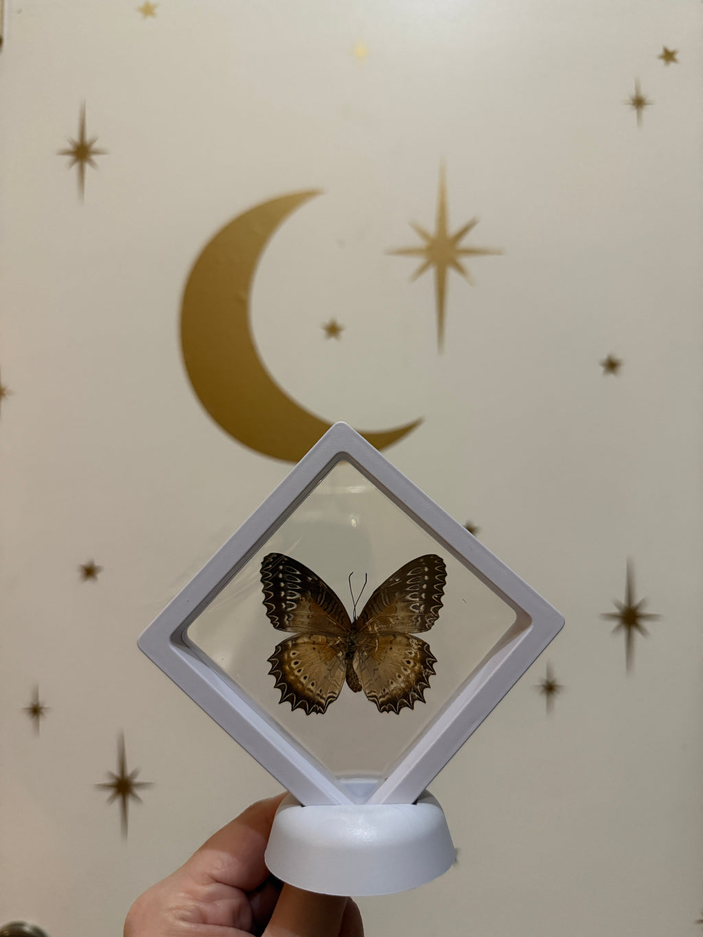 3x3 white framed butterfly & botanical