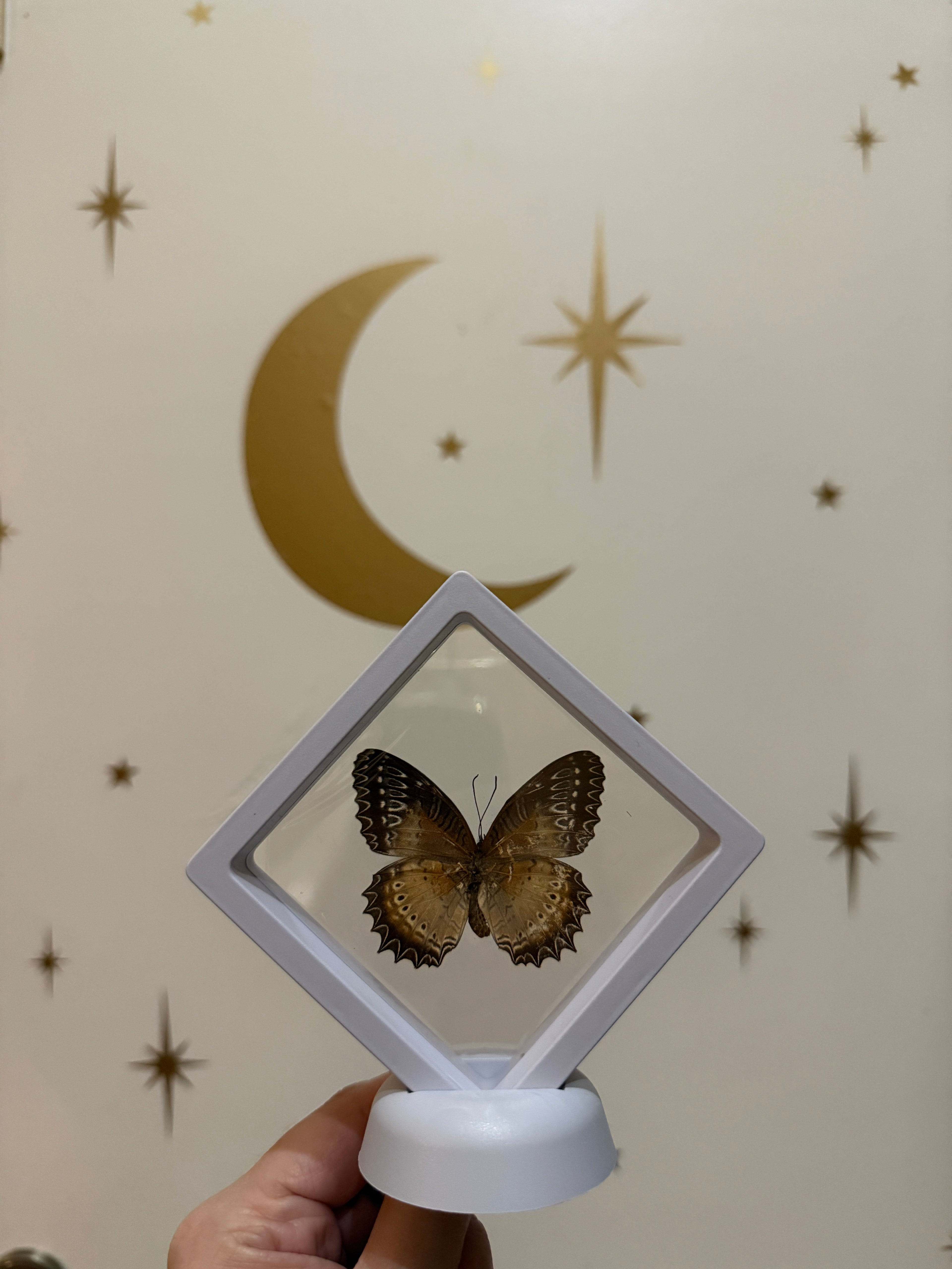 3x3 white framed butterfly & botanical