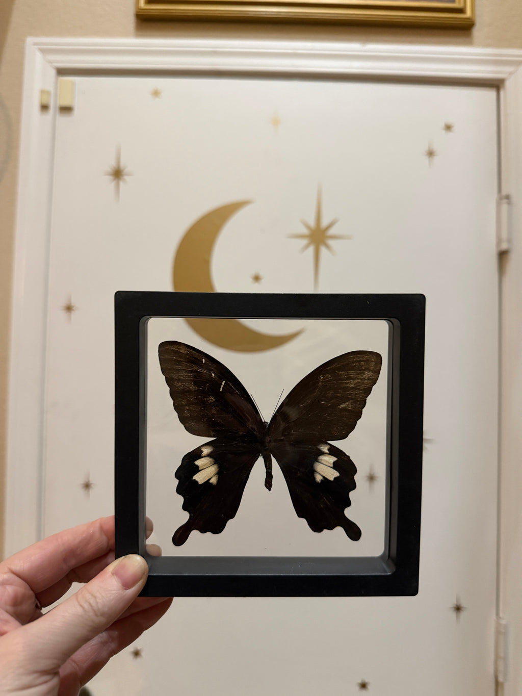 5x5 framed butterfly